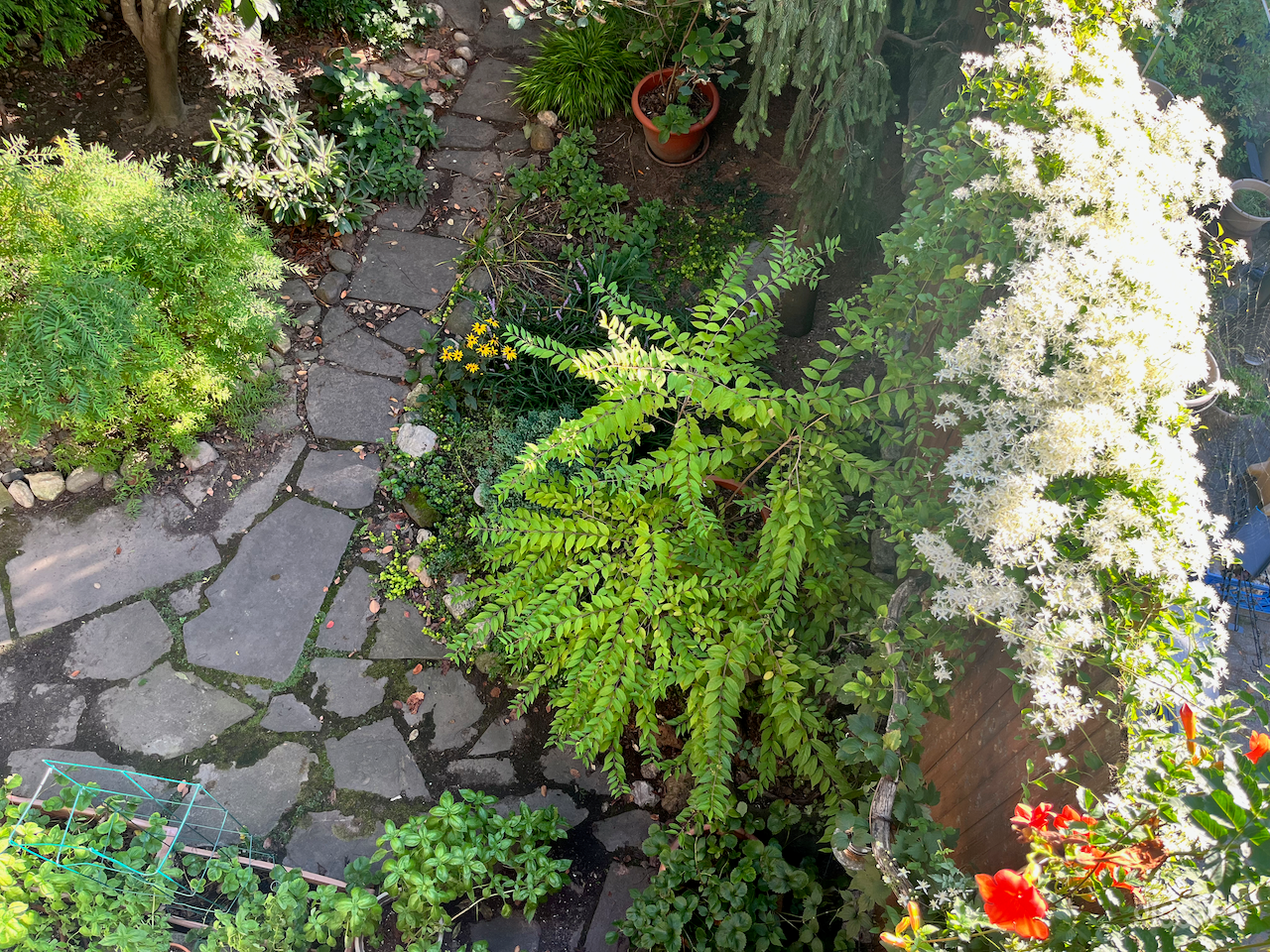 View into front of garden - September, early evening