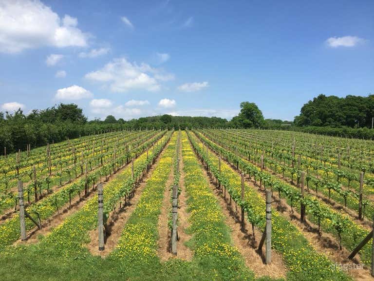 Gorgeous Vineyard and Winery Venue 