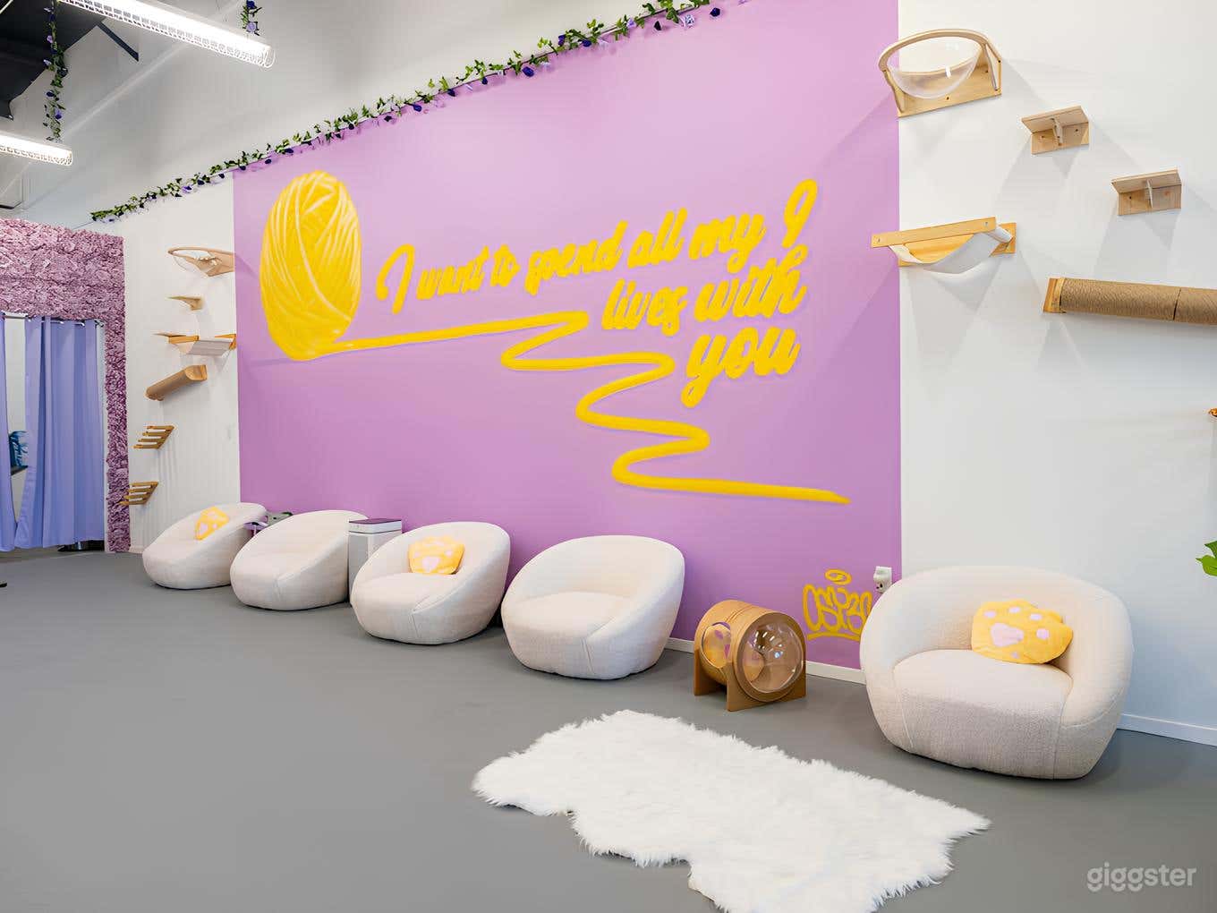 Cat Lounge Experience in Austin Photo 3