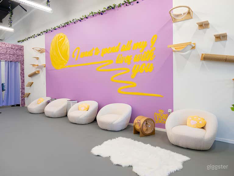  Cat Lounge Experience in Austin 