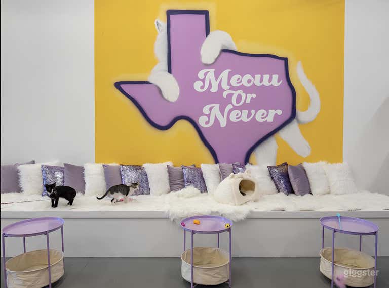  Cat Lounge Experience in Austin 