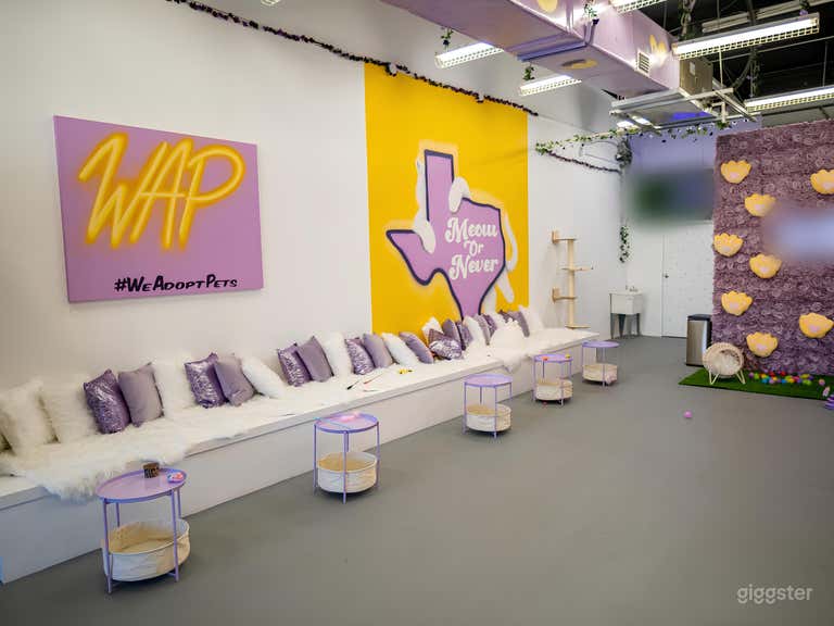  Cat Lounge Experience in Austin 