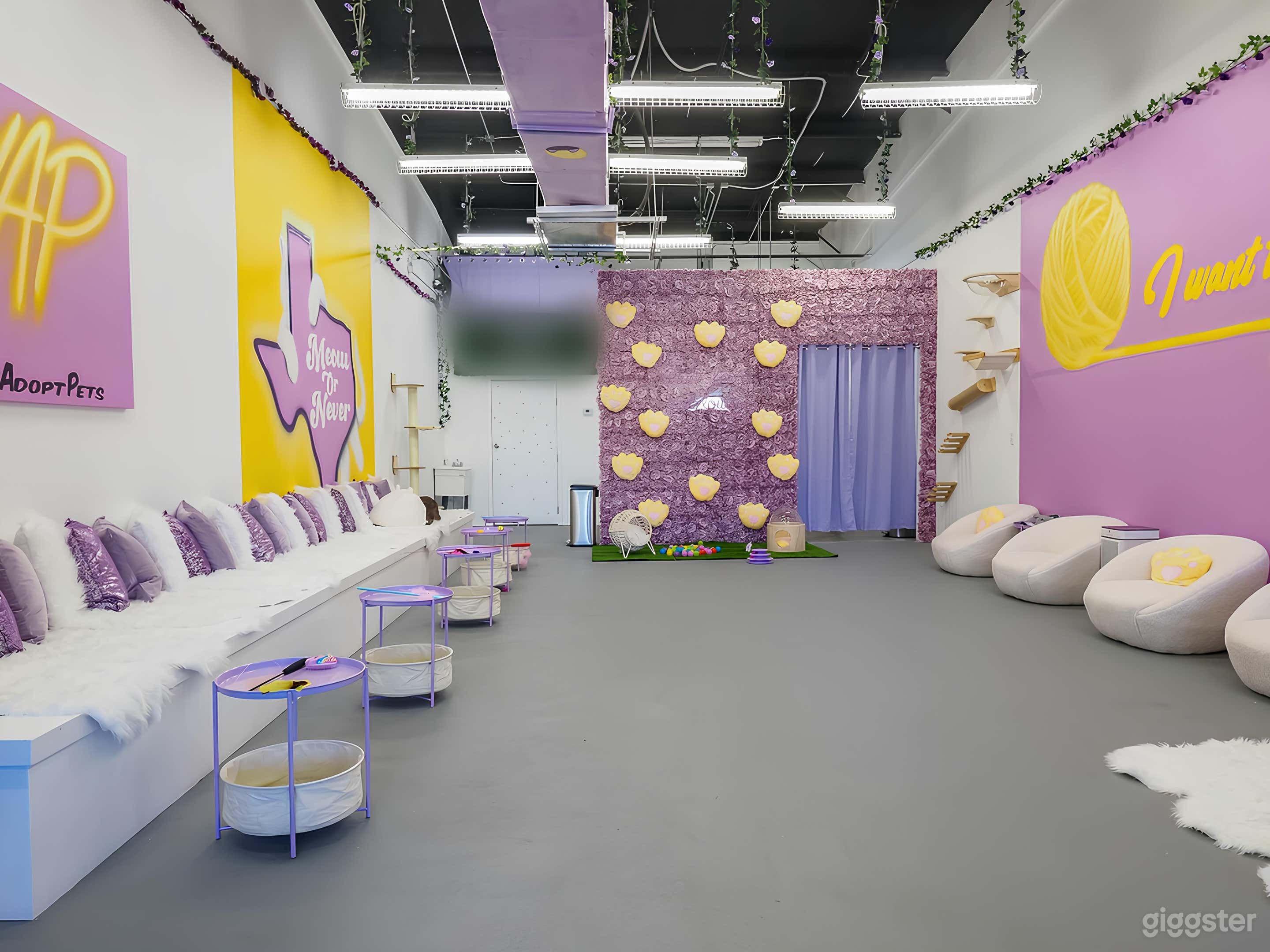 Cat Lounge Experience in Austin Photo 1