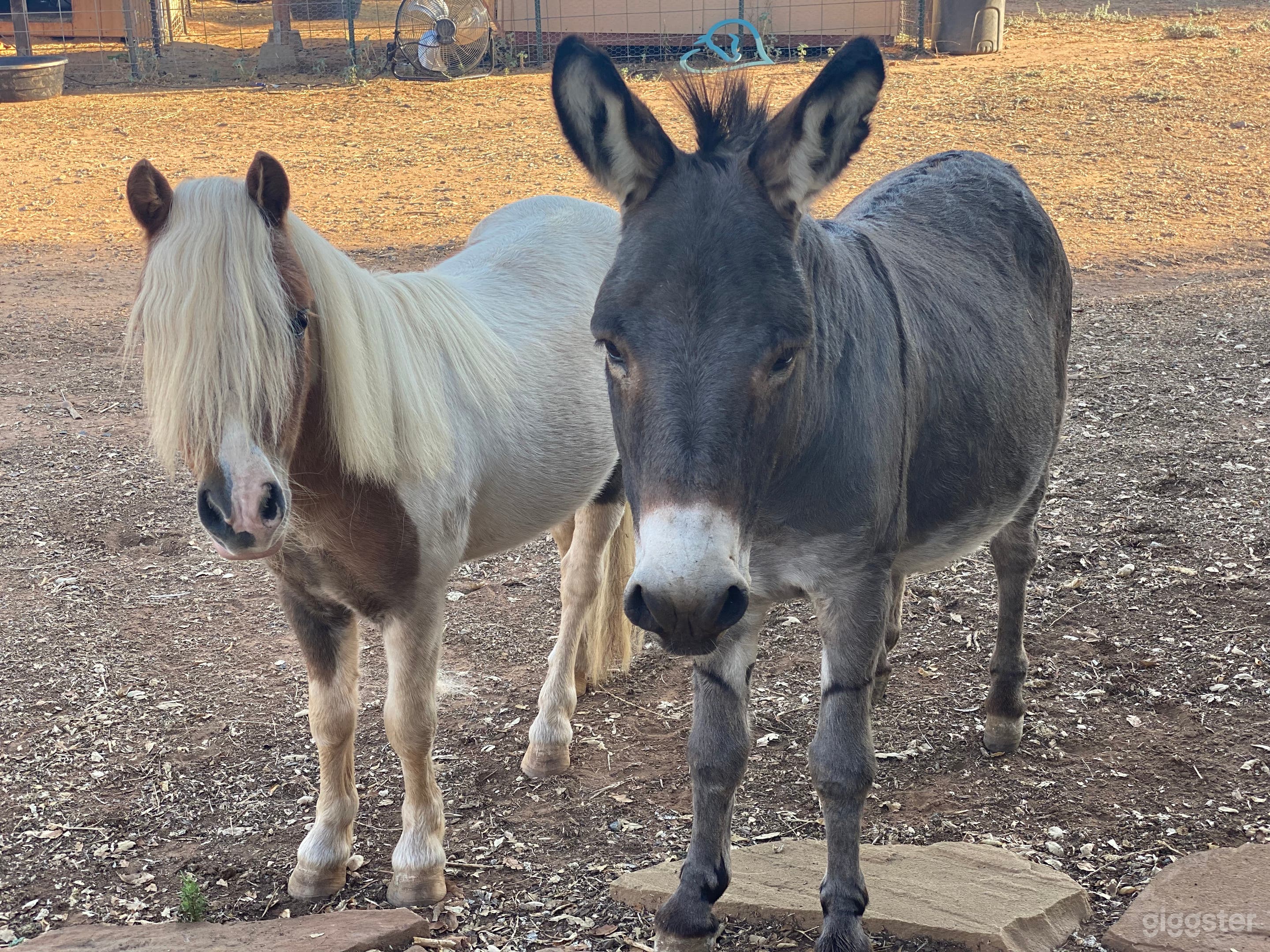 Phinneas and Donkey of Robin's Nest