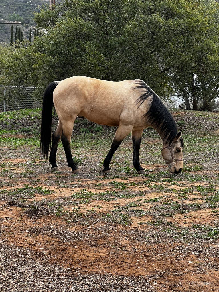  Tivio in the turnout 