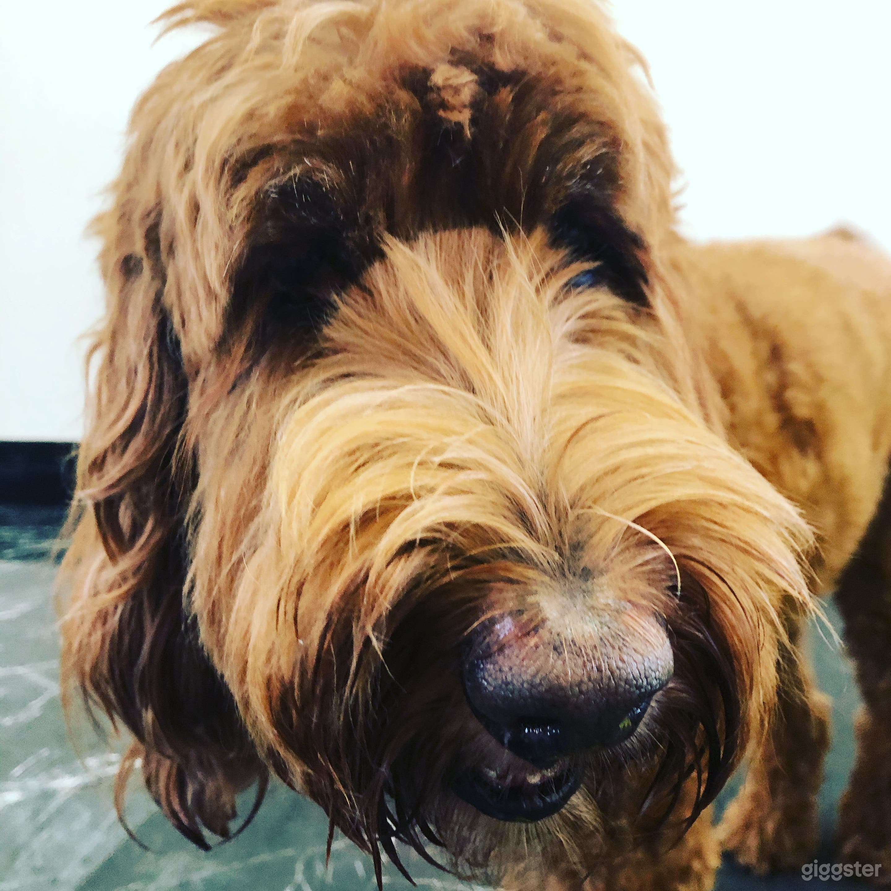 Pet friendly!  This is Millie. One of our regulars. 