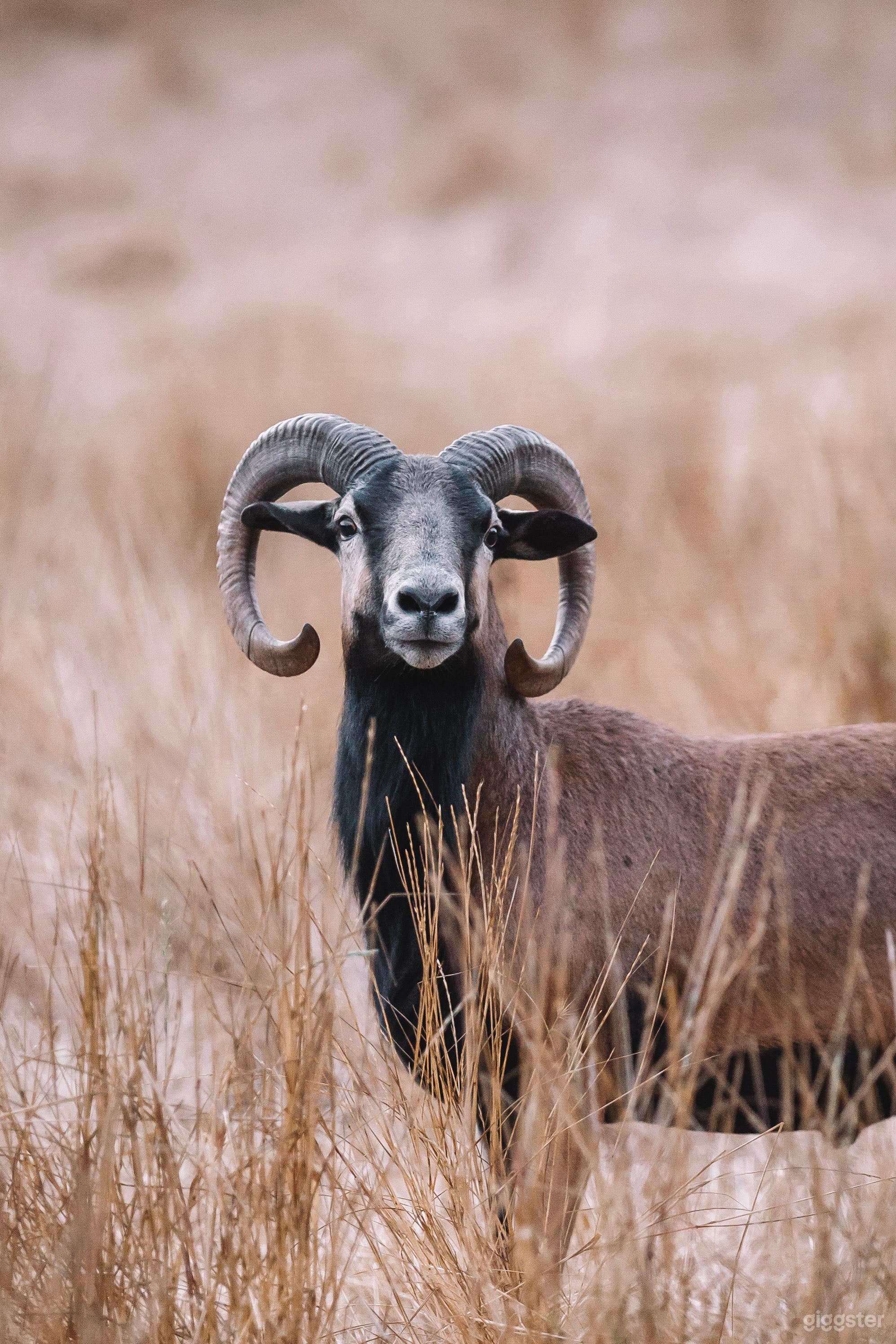 Barbados Black Belly Sheep Grazing in the front field