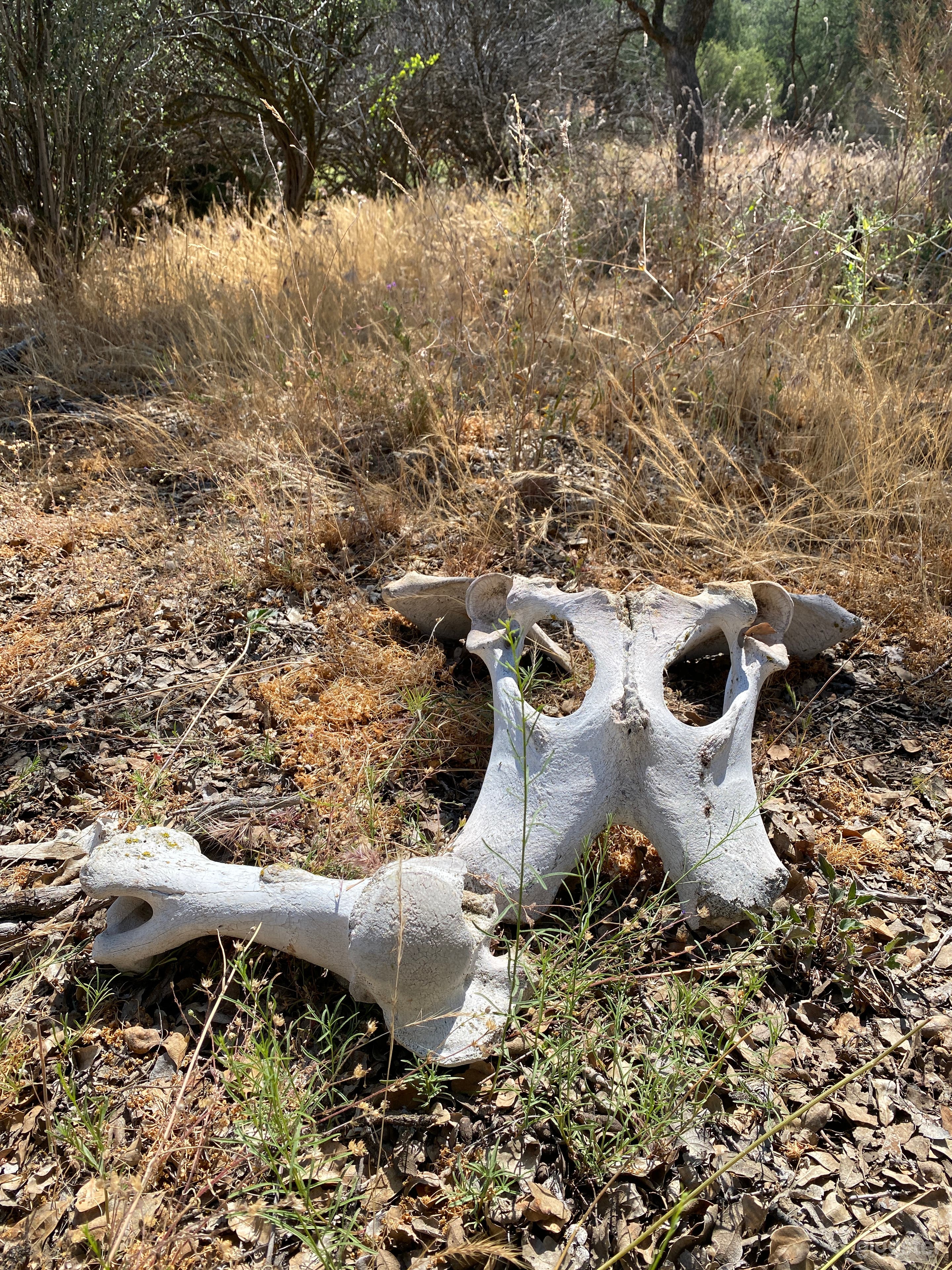 valley of bones 
 (walker basin)