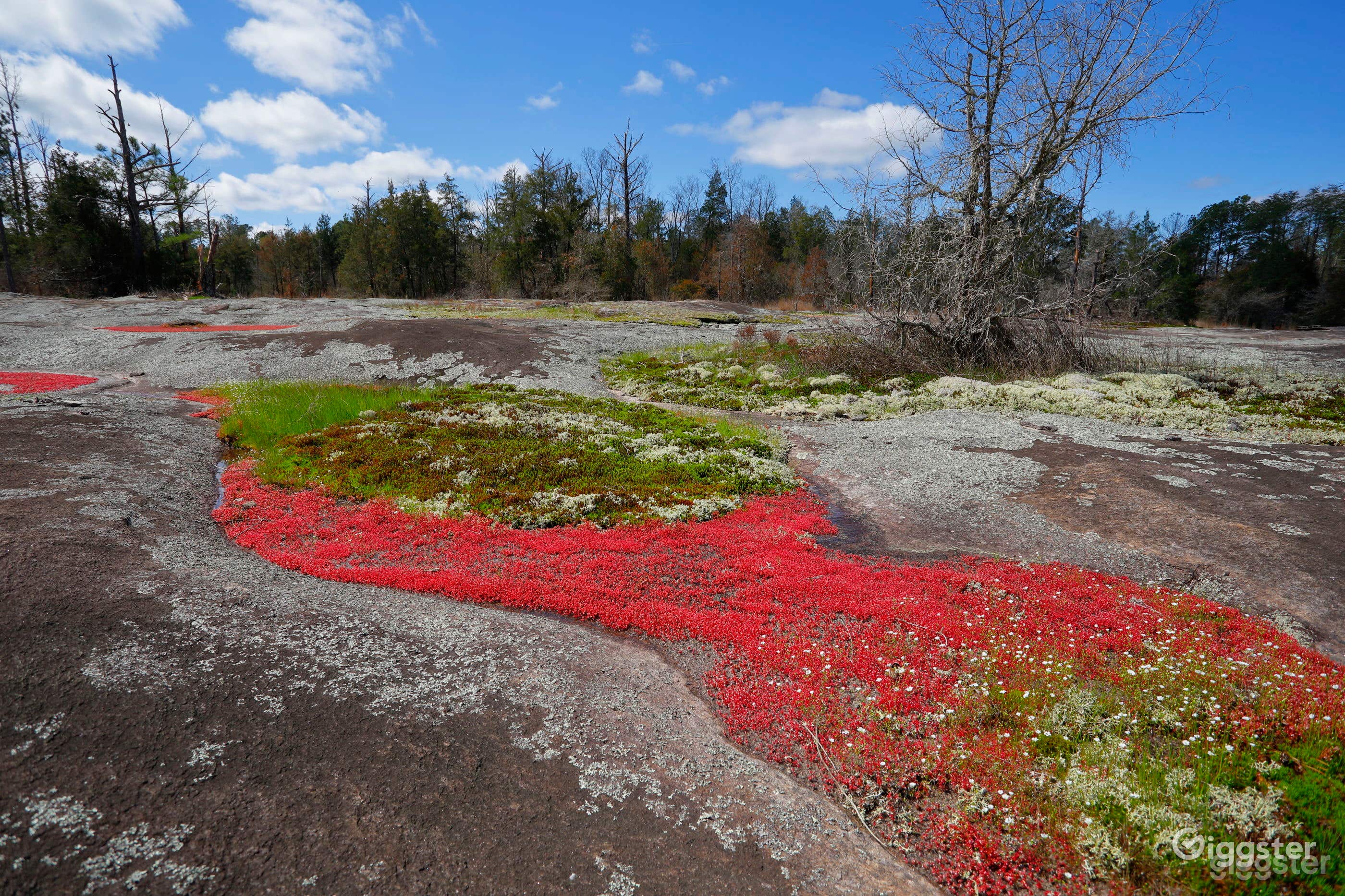 March features gorgeous red algae blooms.