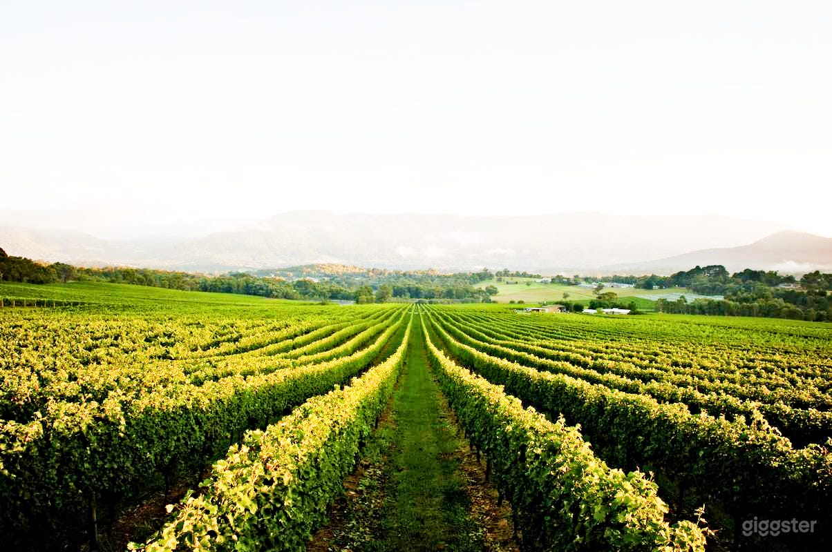 120-acre Vineyard for Photoshoot and Filming Photo 2