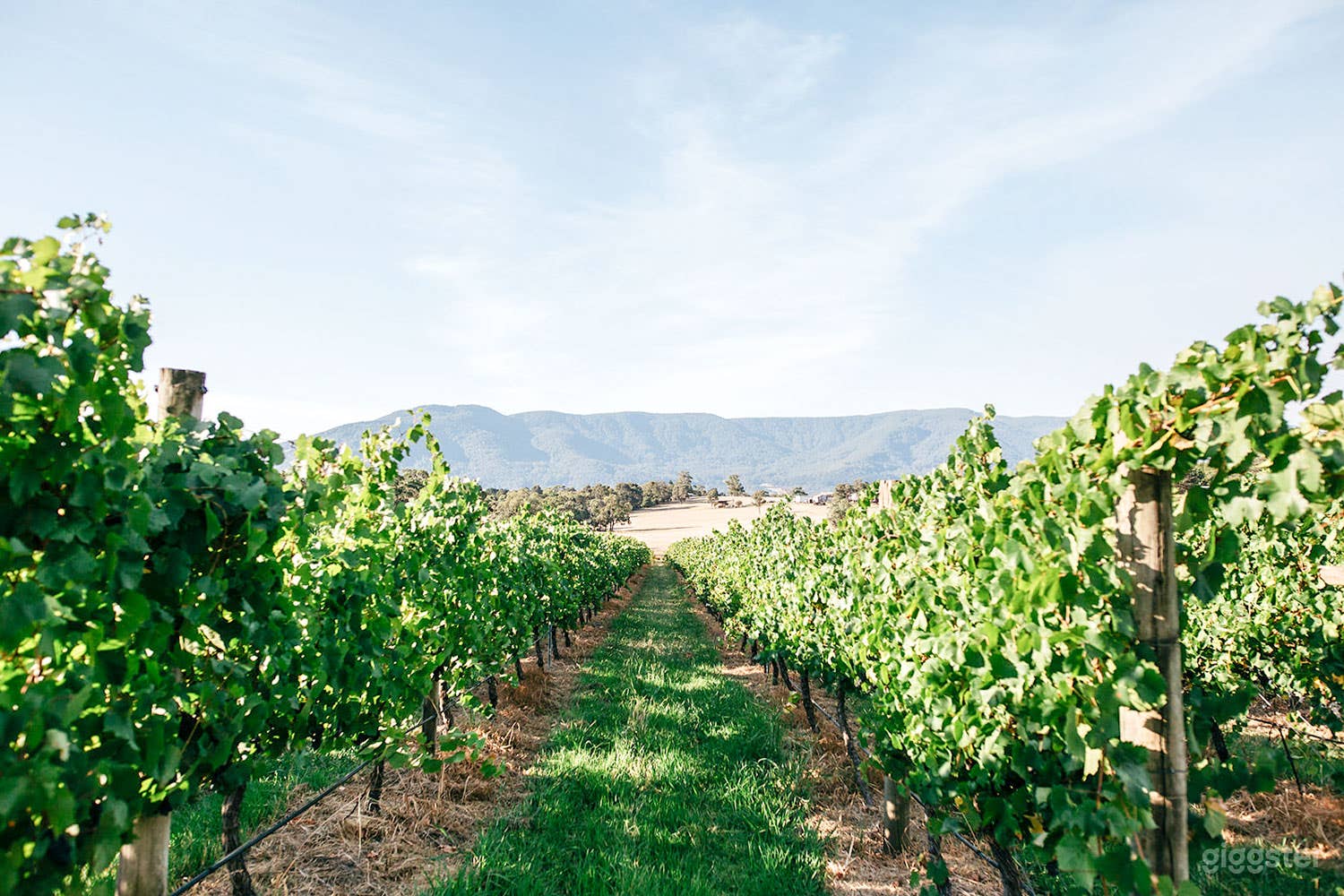 120-acre Vineyard for Photoshoot and Filming Photo 4