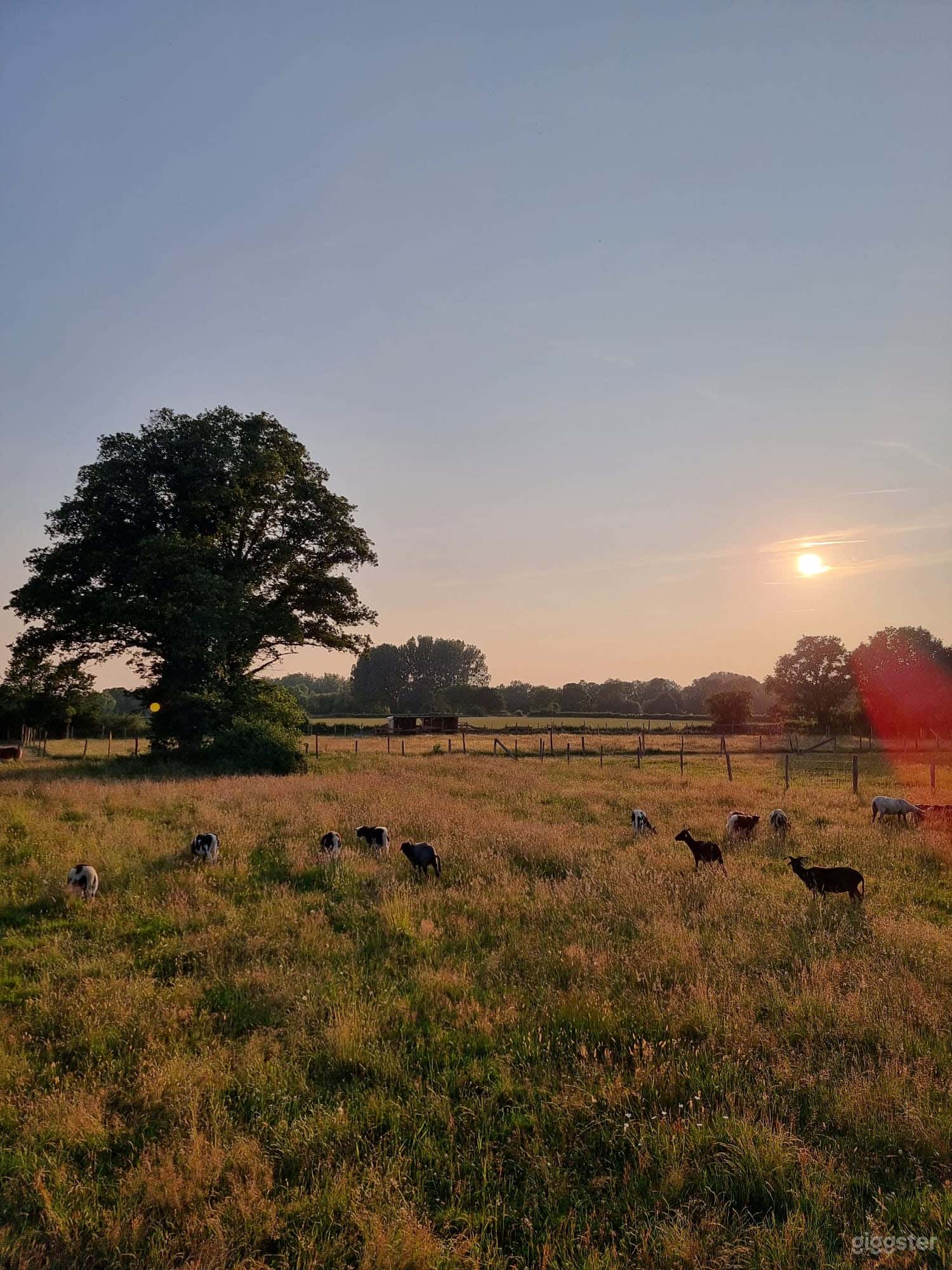 Pour shootings &amp; tournages : Champ naturel avec animaux Photo 1