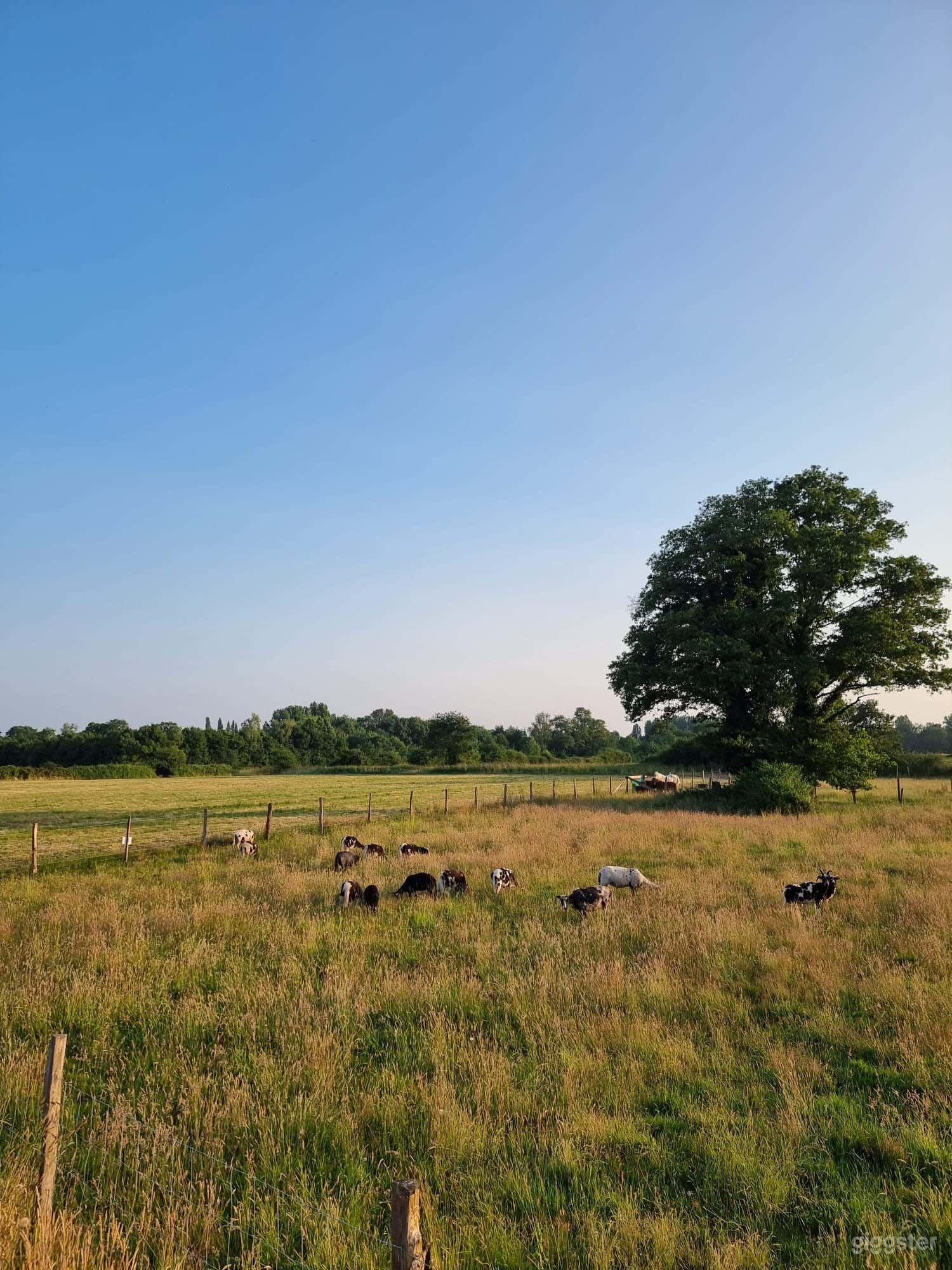 Pour shootings &amp; tournages : Champ naturel avec animaux Photo 4
