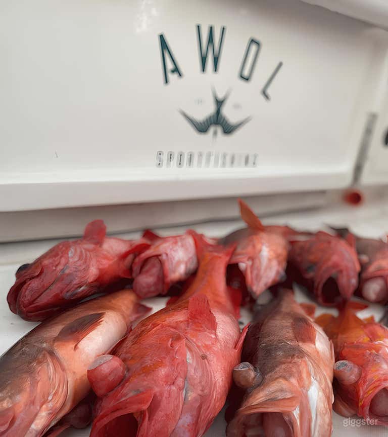  Awol 6’ Boston Whaler Outrage FISHING CHARTER 