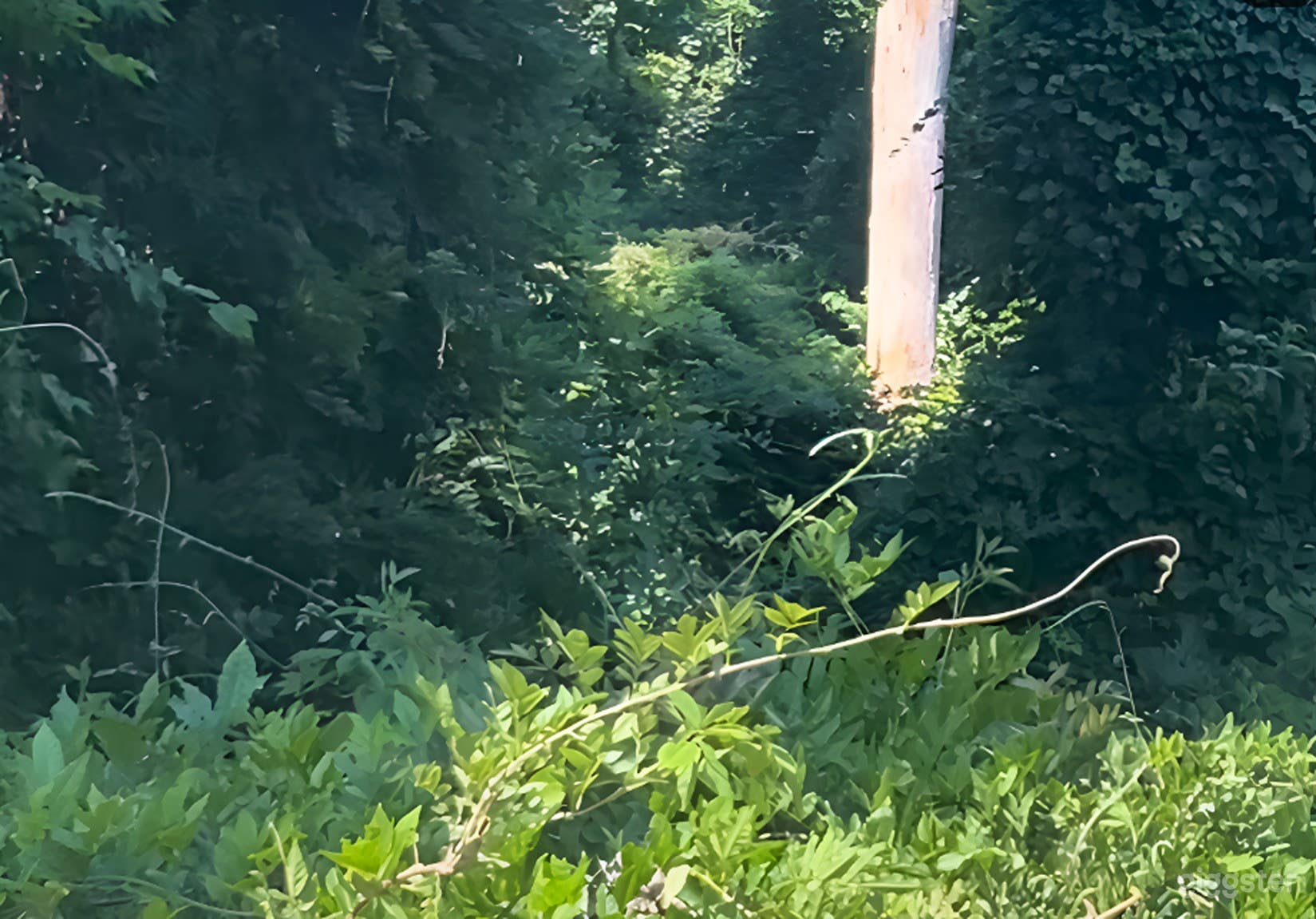  Affordable Outdoor Venue for Informal Gatherings &amp; Film Productions – Jungle Setup Photo 1