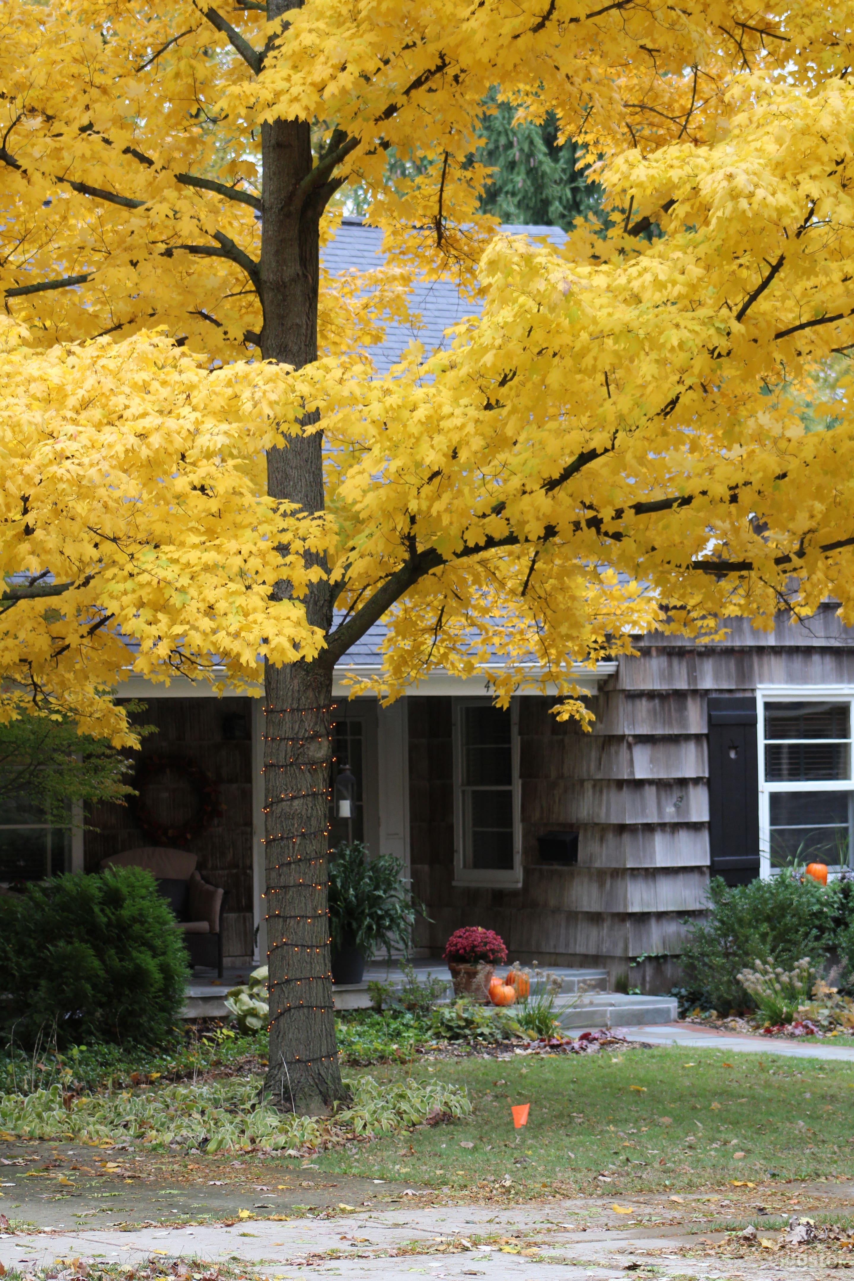 Cape Cod w/cedar shingle on a cobblestone str.  Photo 3