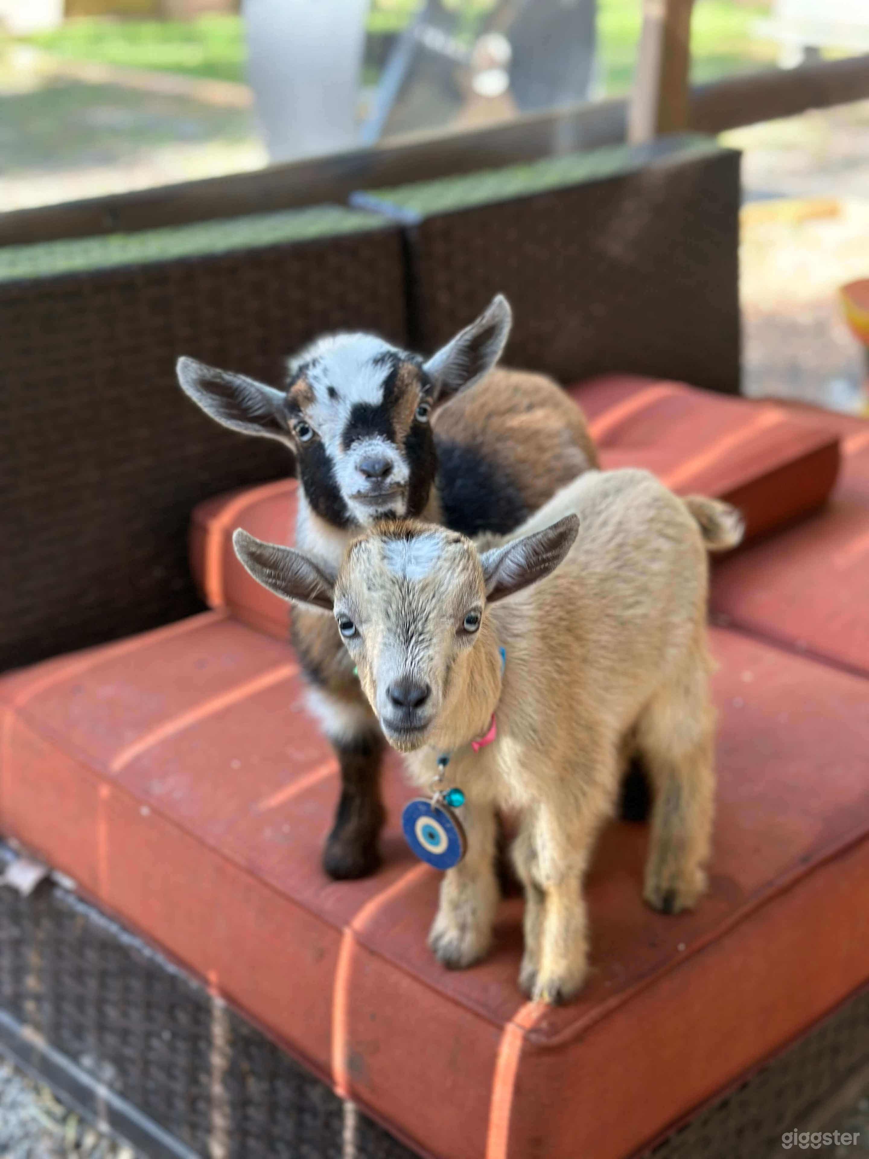 Goat, Cow &amp; Chicken Farm w/ Treehouse &amp; Zen Garden Photo 1