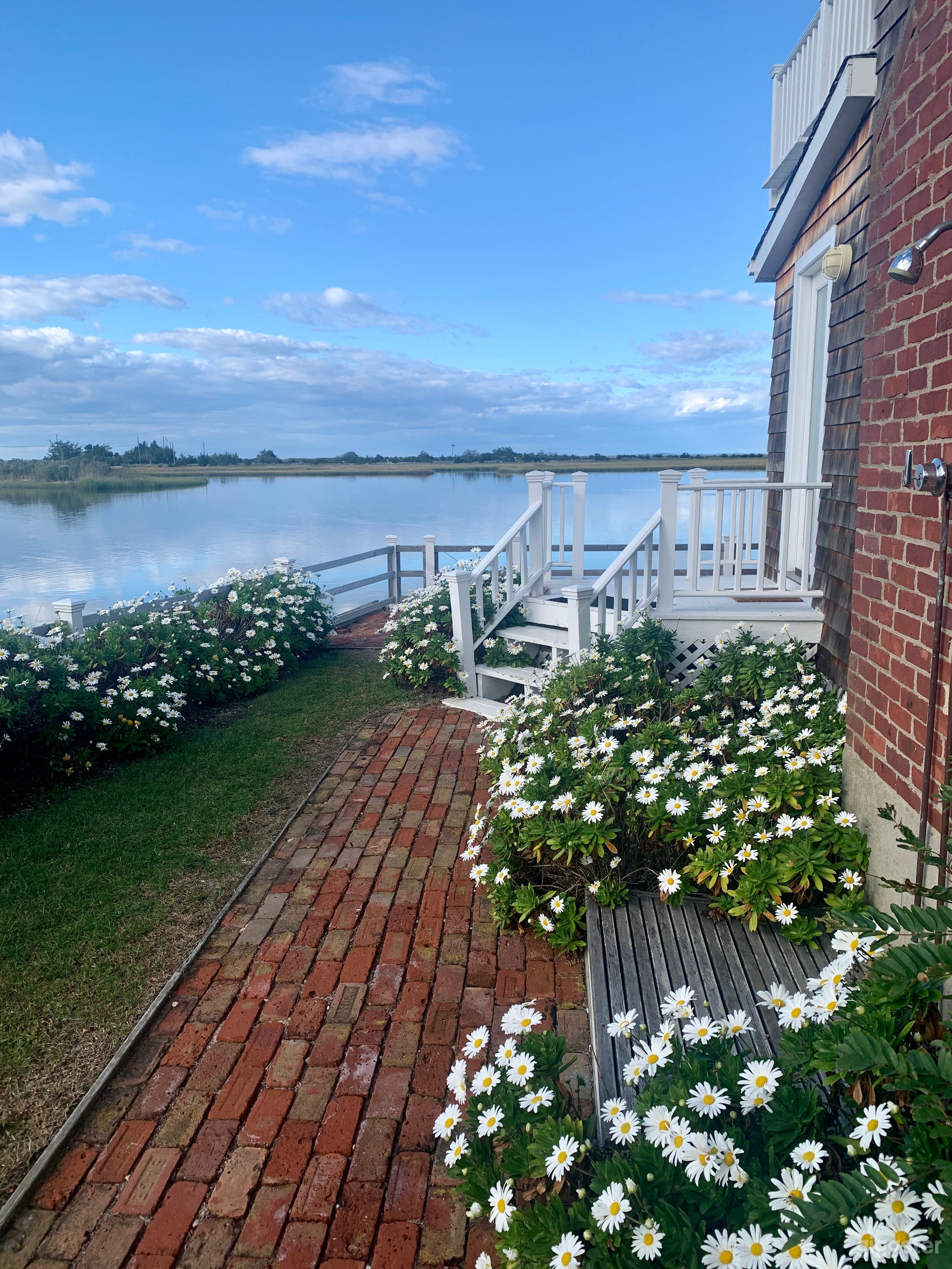 Montauk Daisies bloom in Fall