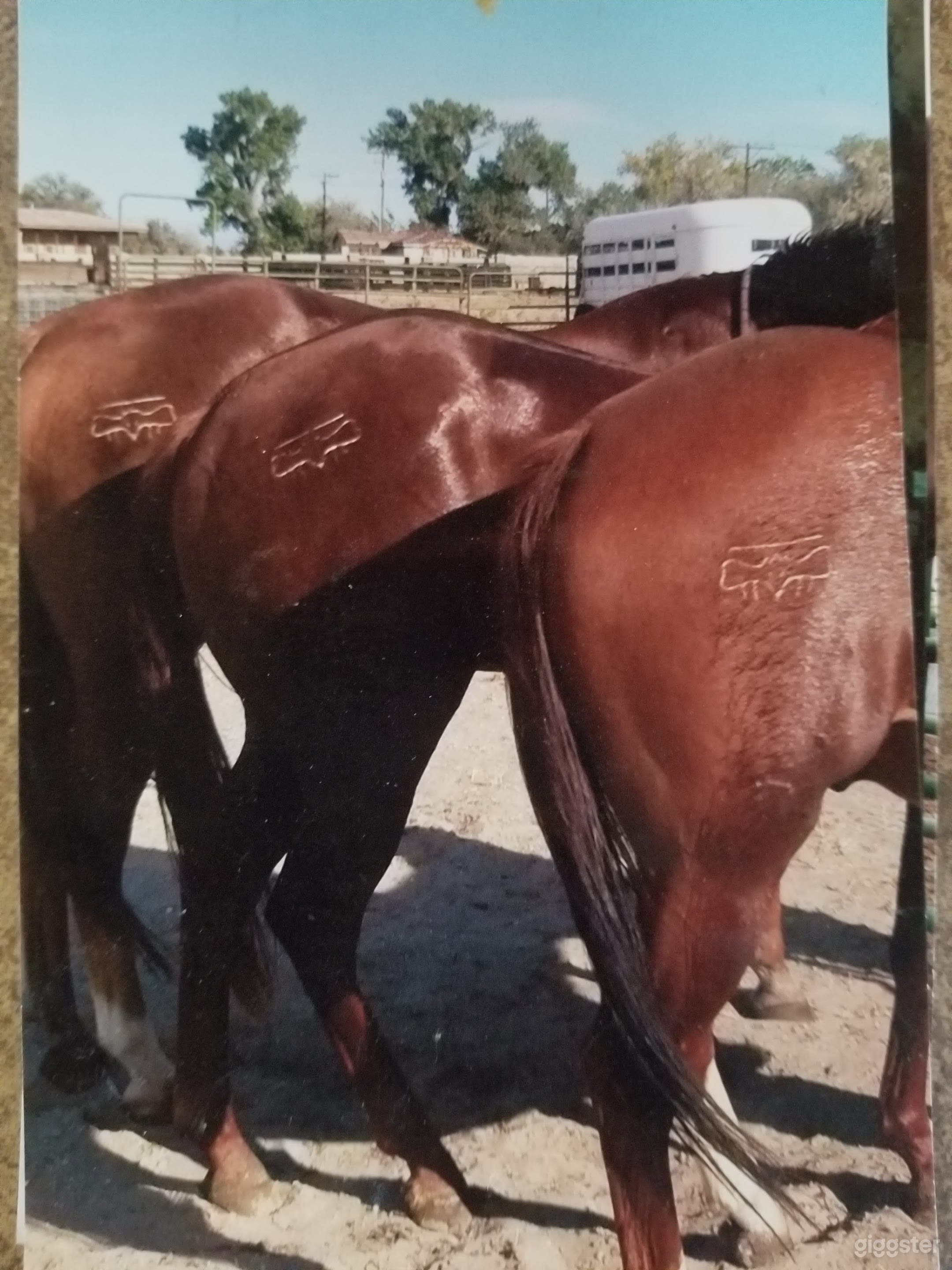 Charming Ranch and a House in the Heart of Fernley (Full Buy Out) Photo 3