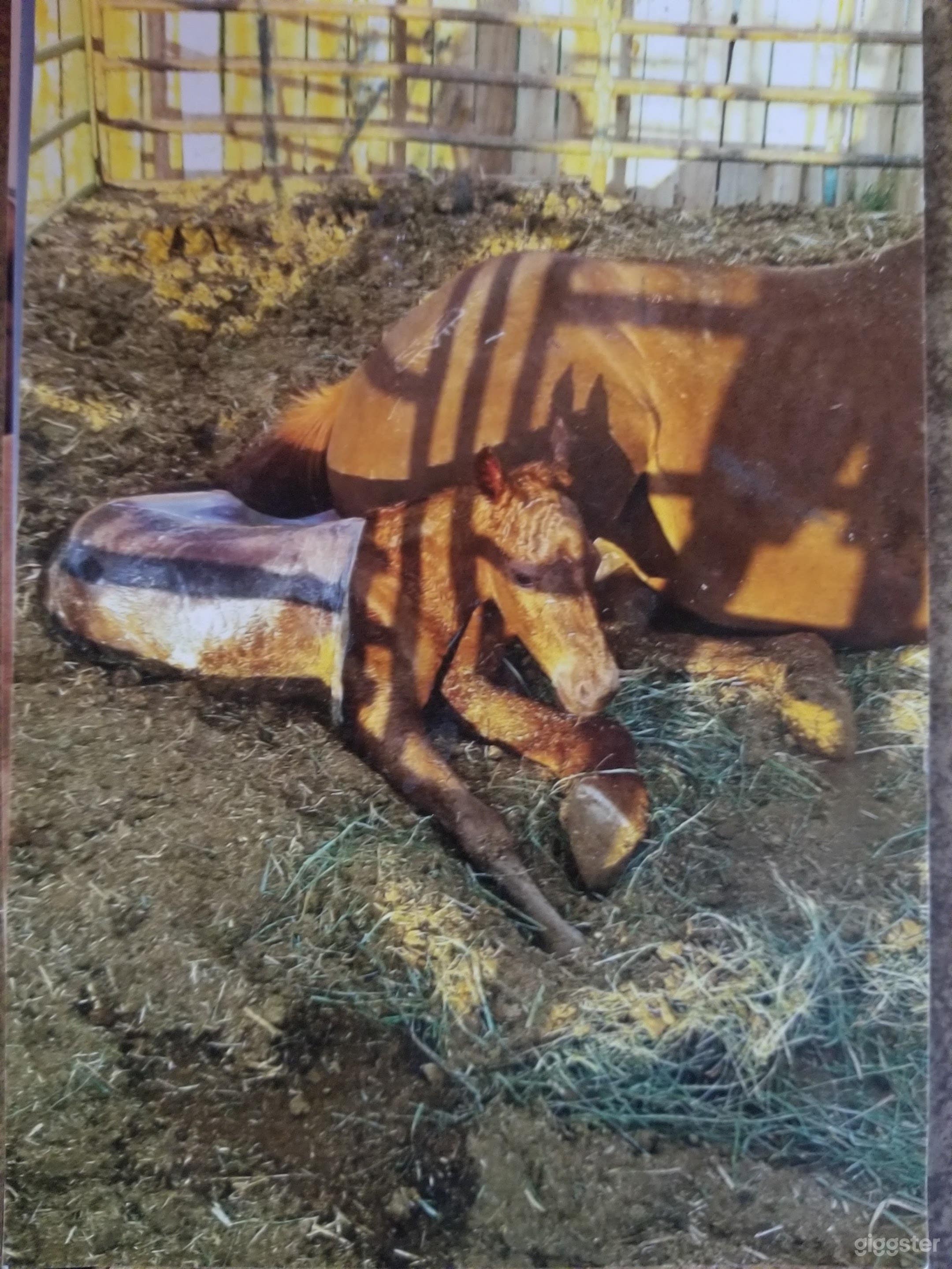 Charming Ranch and a House in the Heart of Fernley (Full Buy Out) Photo 2