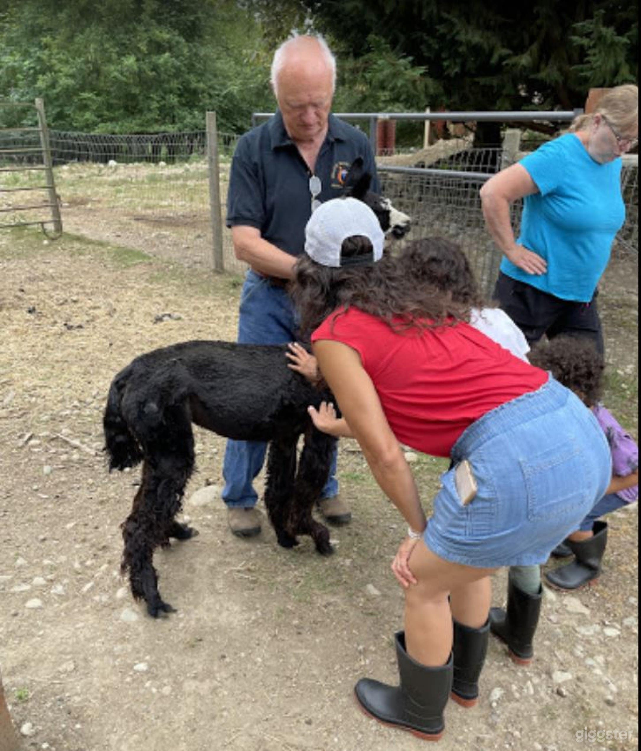 Beautiful Alpaca Farm And Camping Site In Yelm- 4 Photo 4