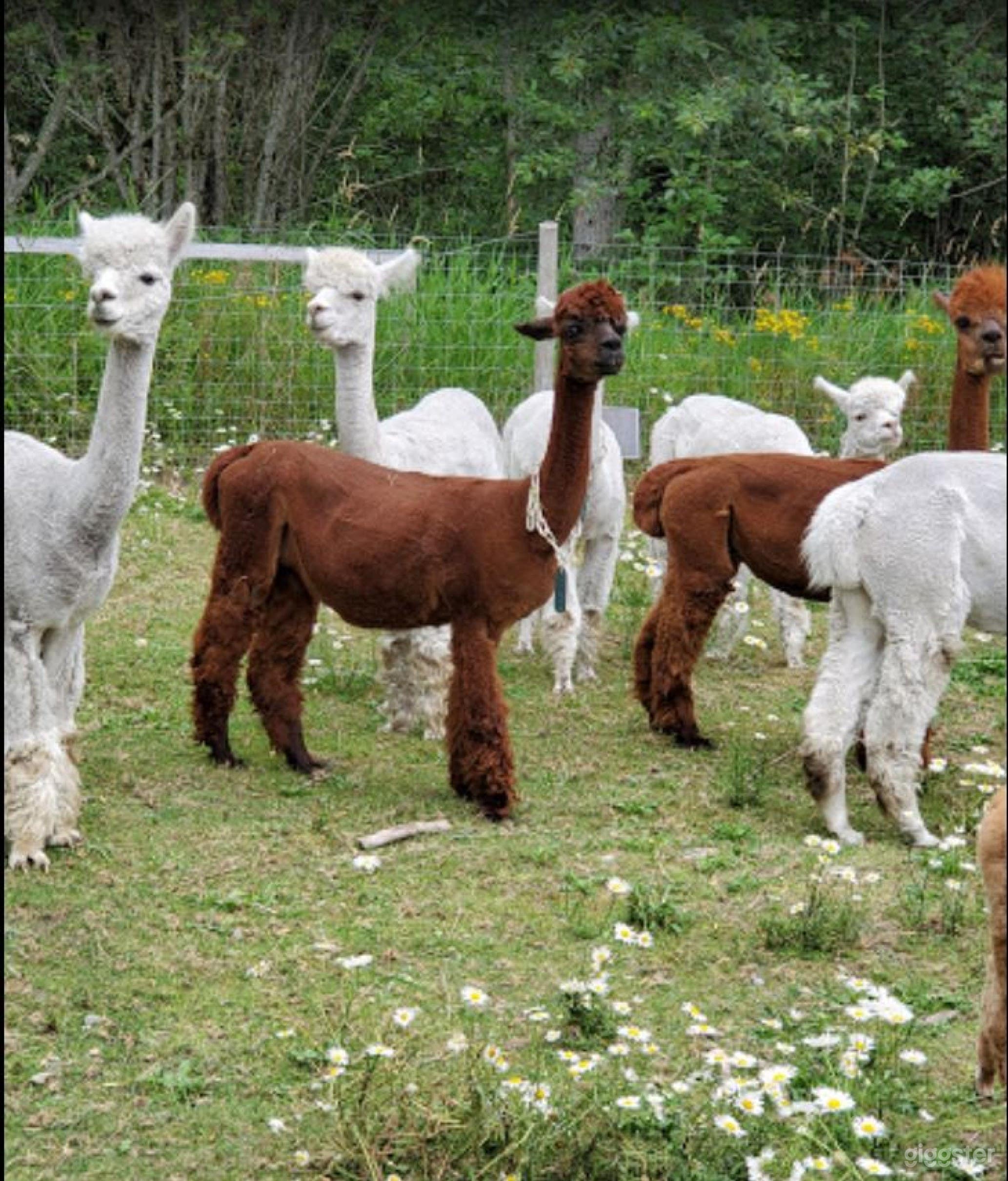 Beautiful Alpaca Farm And Camping Site In Yelm- 4 Photo 3