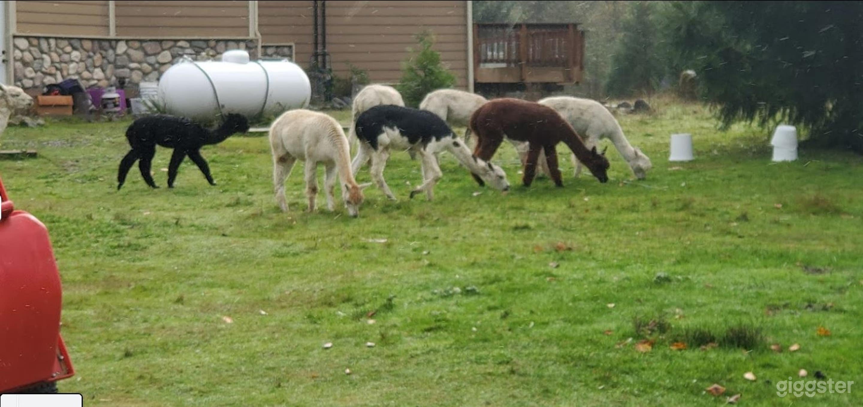 Beautiful Alpaca Farm And Camping Site In Yelm- 4 Photo 1