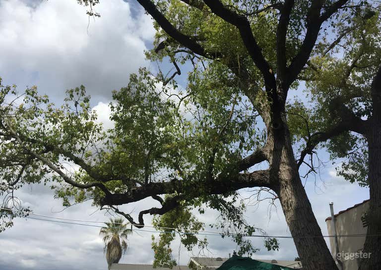  Versatile Private Backyard 