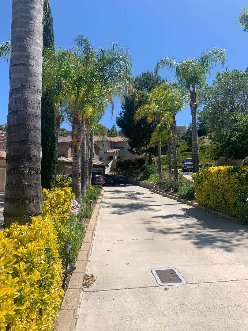 palm tree lined driveway