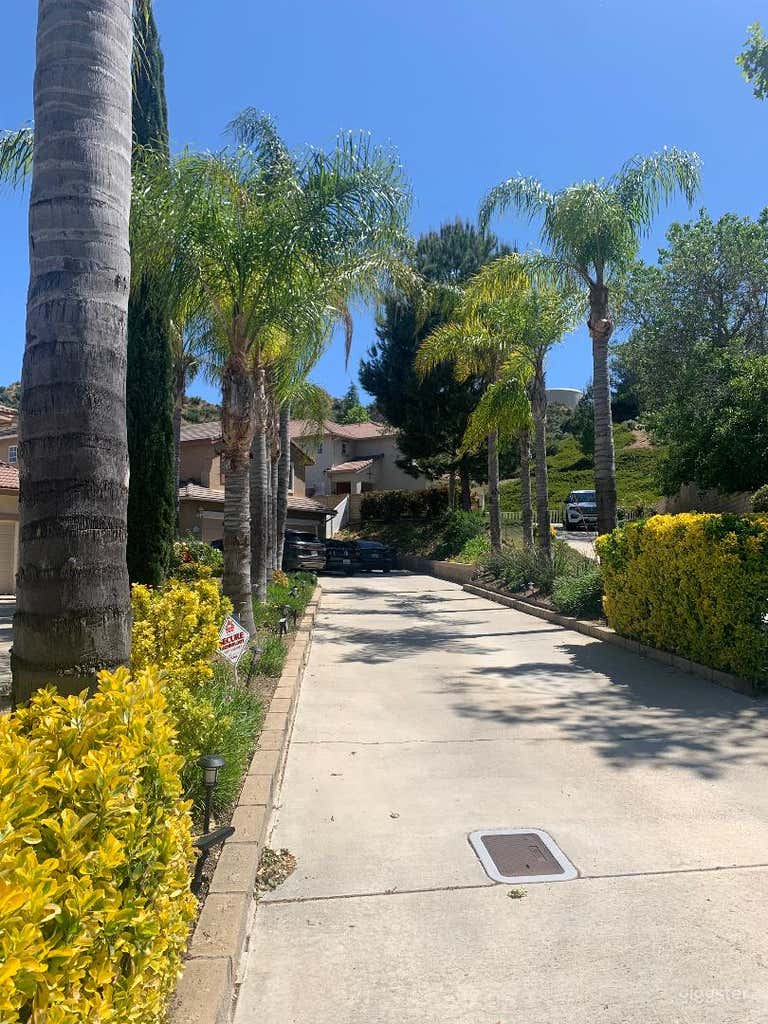  palm tree lined driveway 