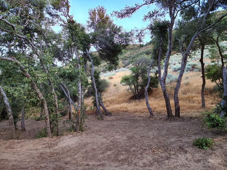  Hidden Valley Cinematic Forest Setting 