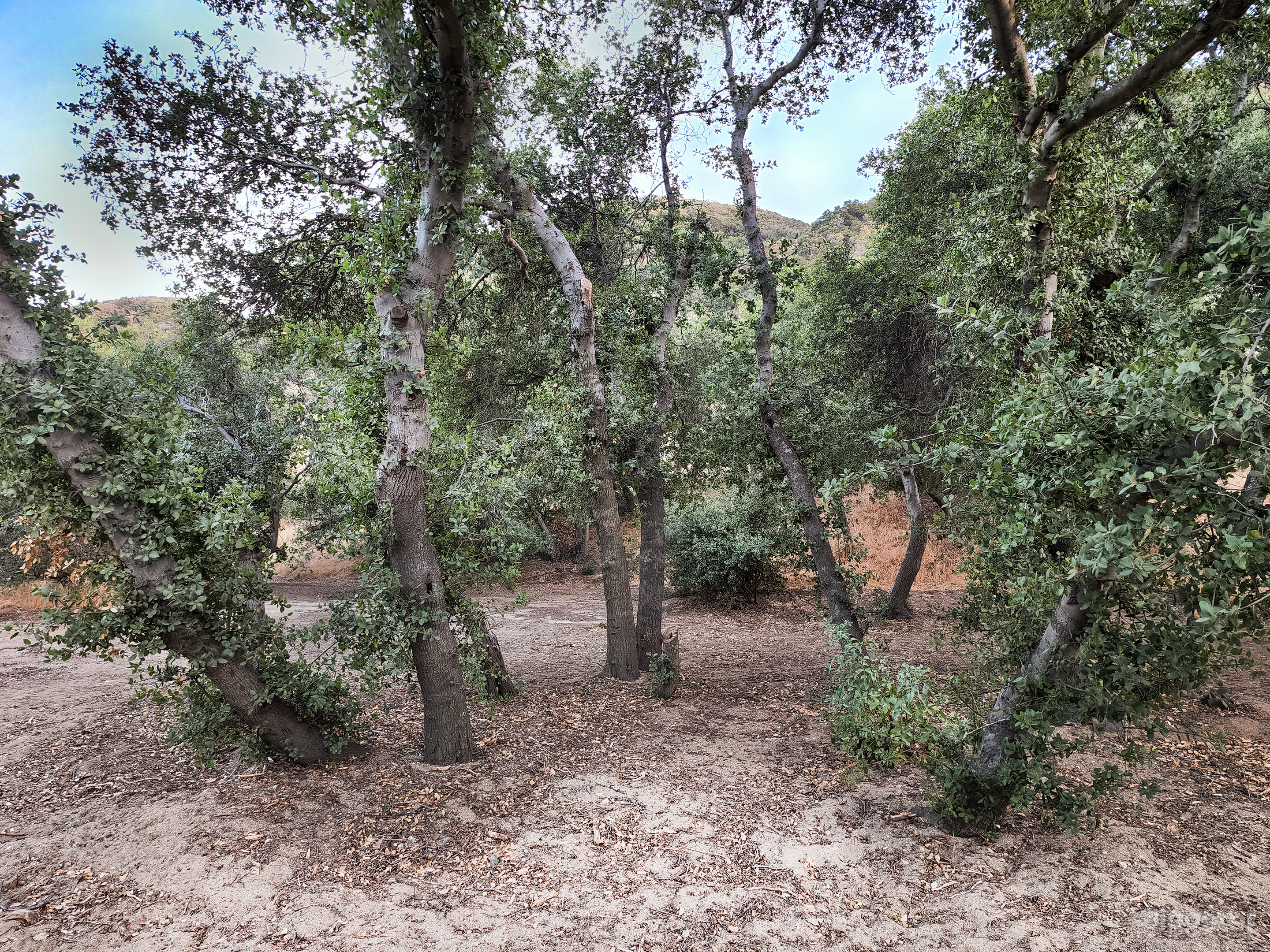 Hidden Valley Cinematic Forest Setting Photo 3