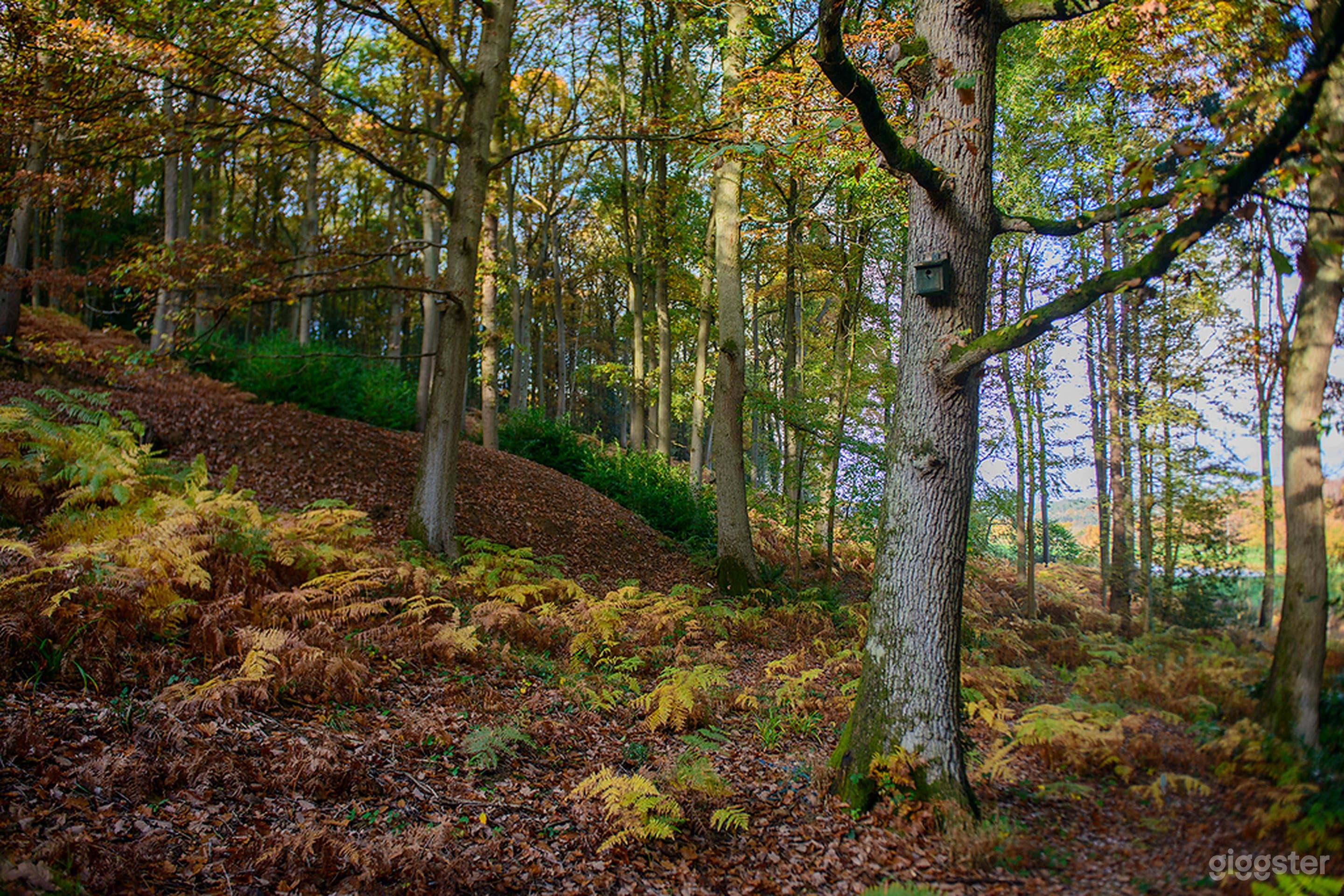 Spring and summer in the woods Set Photo 4