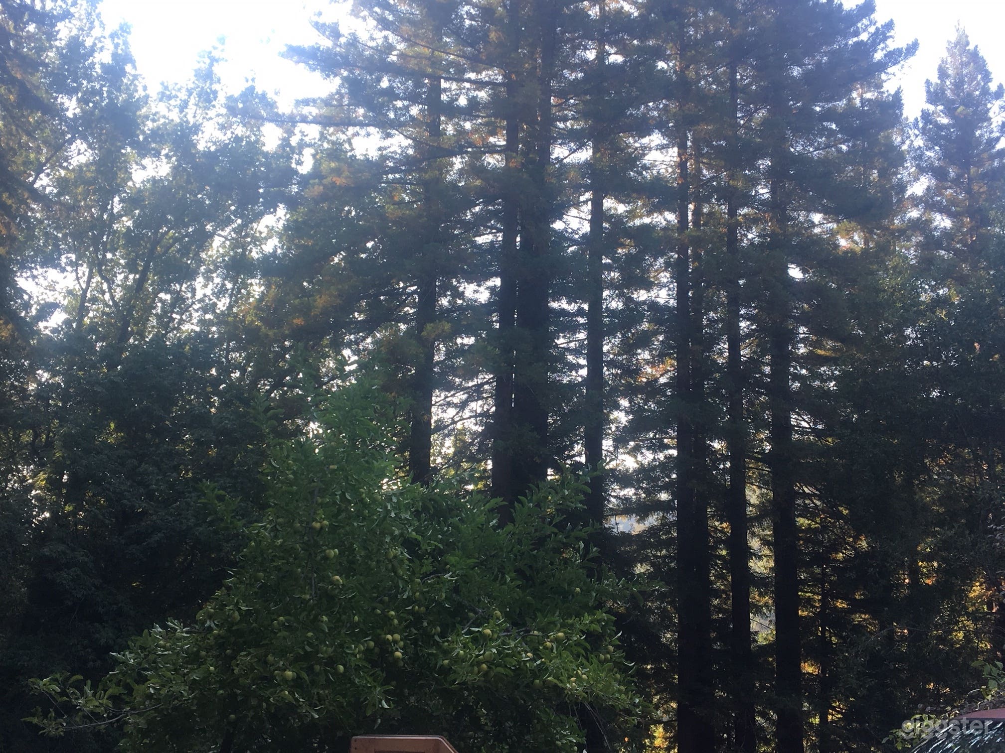 Over Six Sunny Acres Heart of Redwoods Cabin Photo 4