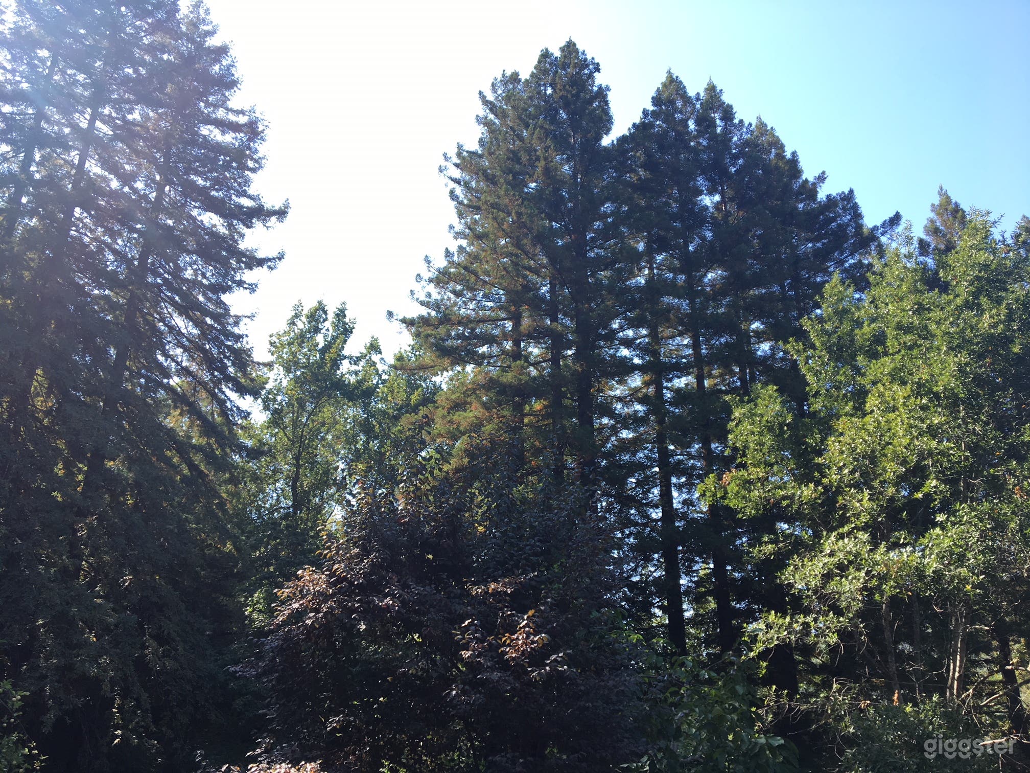 Over Six Sunny Acres Heart of Redwoods Cabin Photo 1