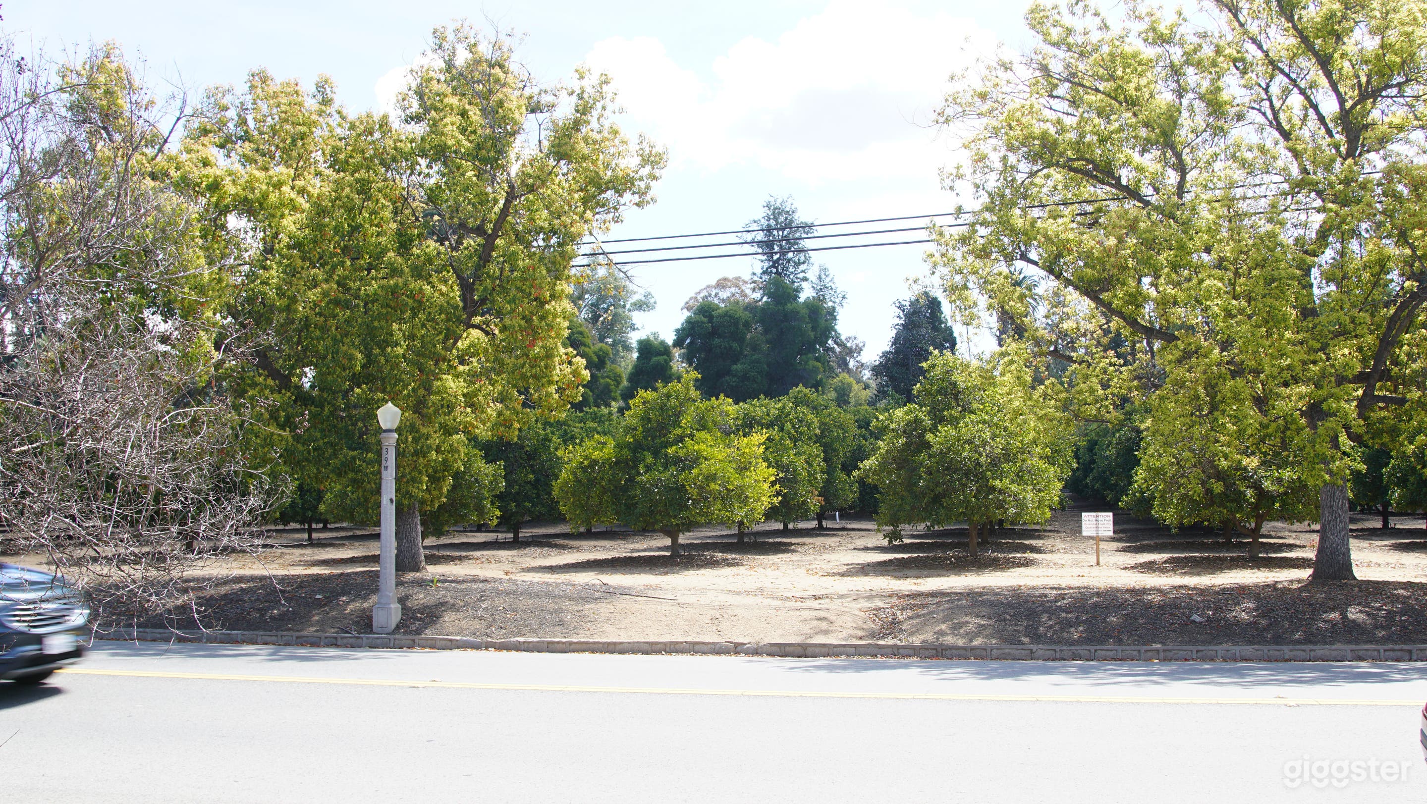 Lady leaf Victoria house Photo 2