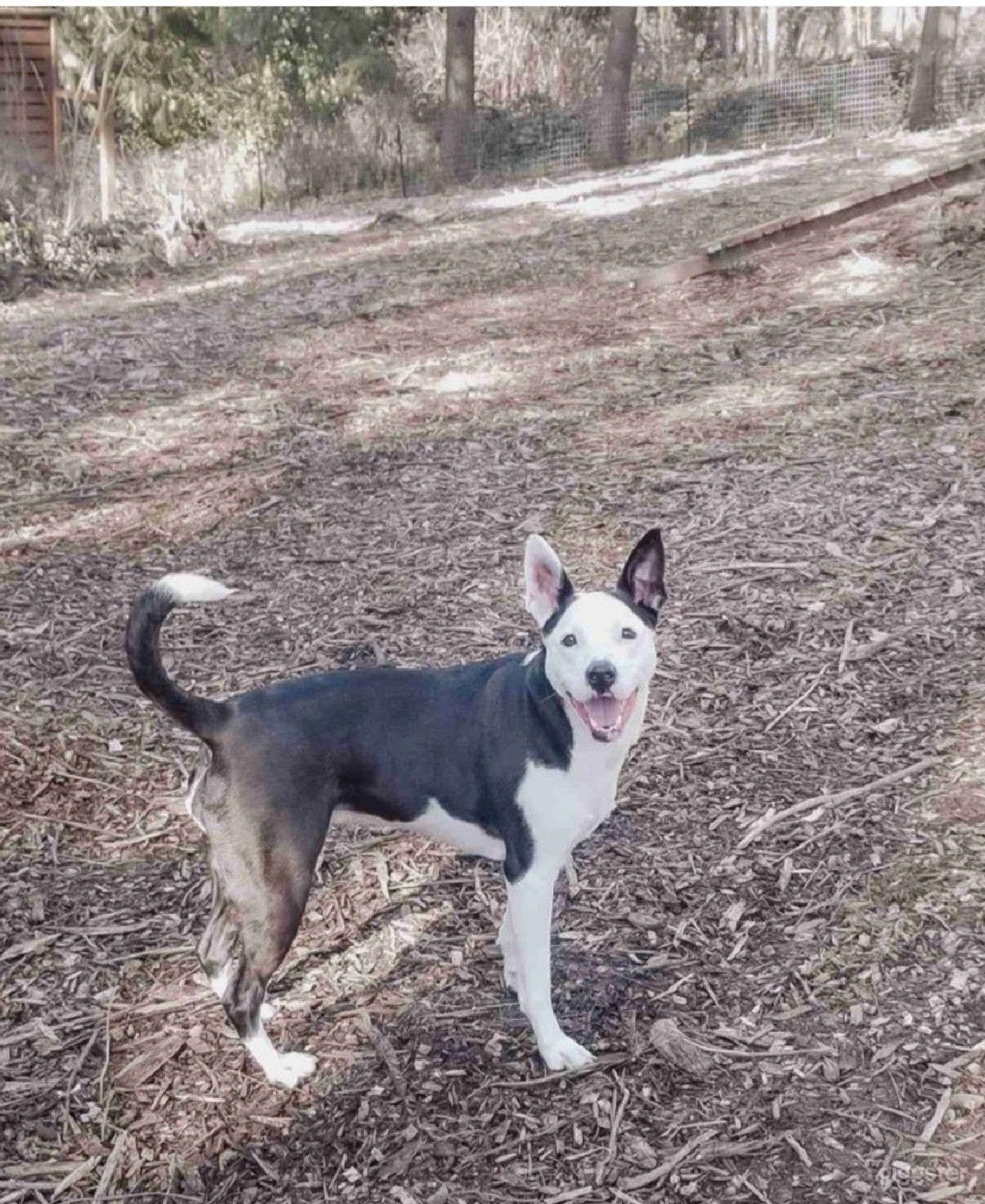 Private dog park Photo 4