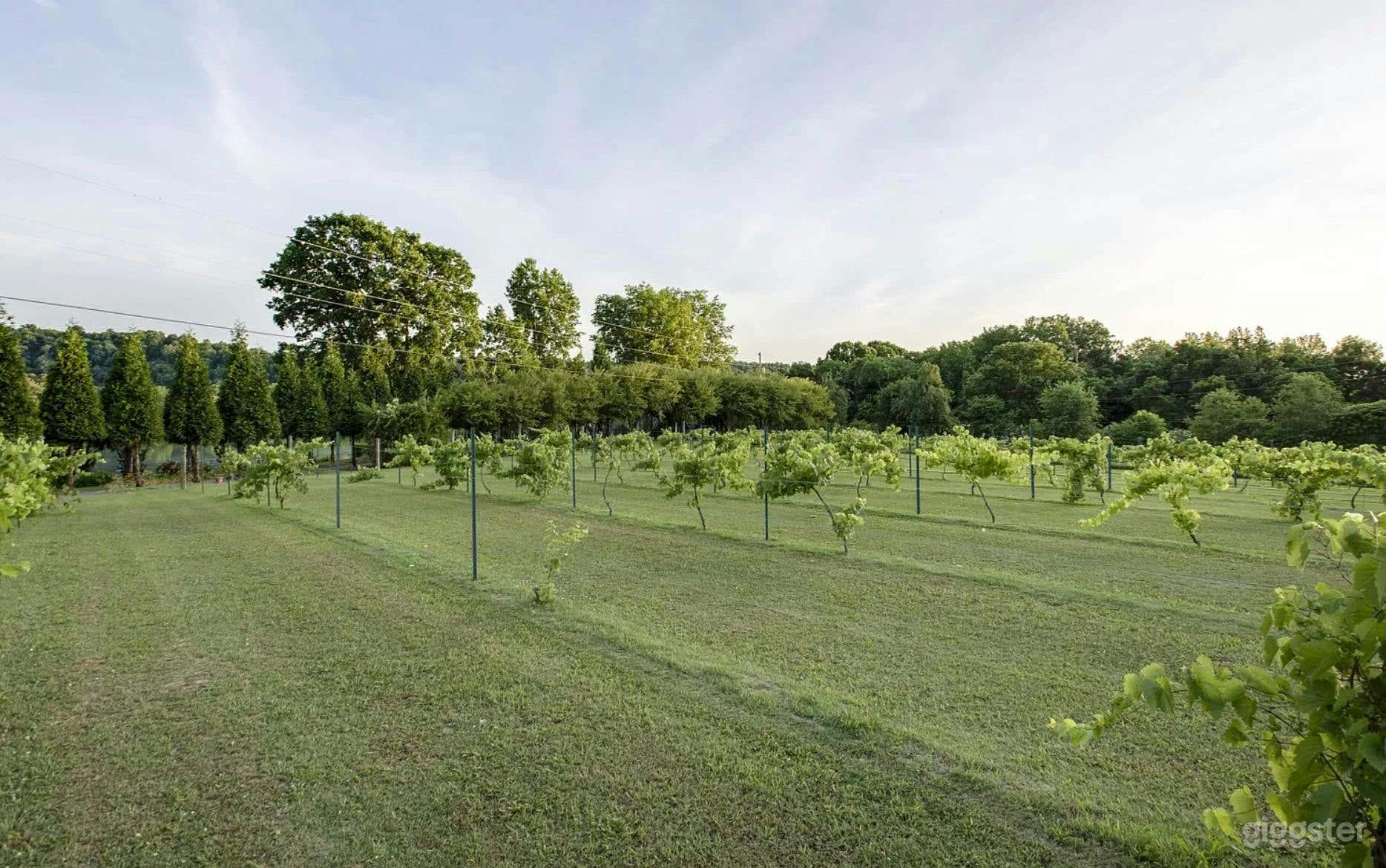 The Vineyard Photo 3