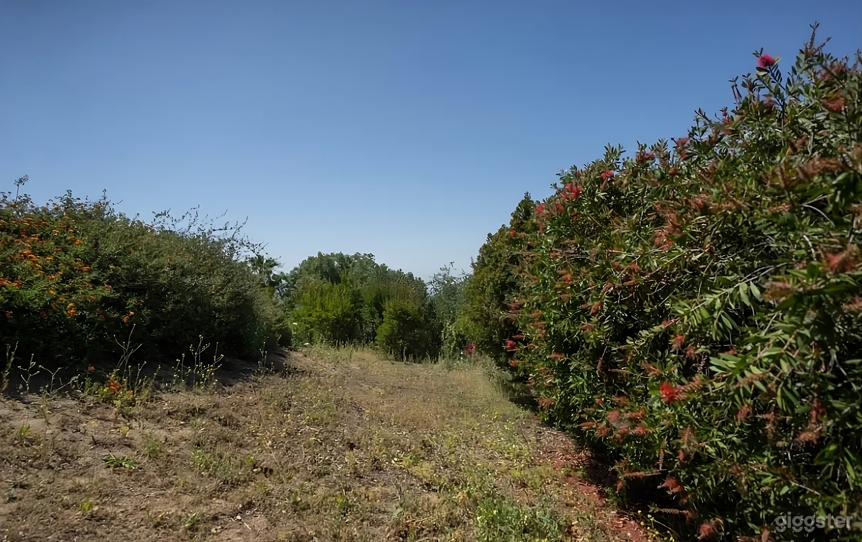 Wooded Backyard with Stunning Mountain Backdrop Photo 4