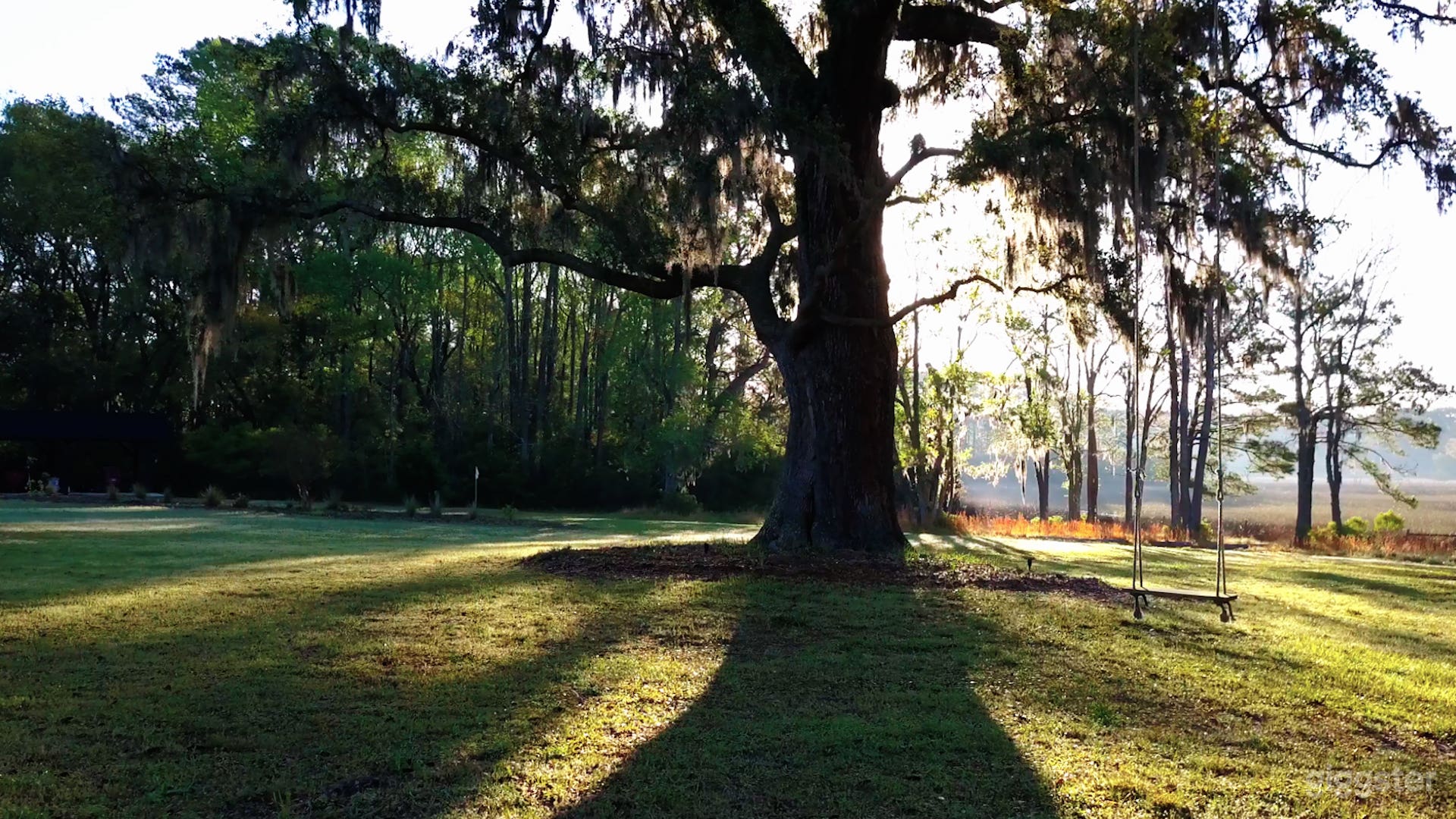 The large live oak feature tree in the back yard near the marsh. This tree also has a swing attached.