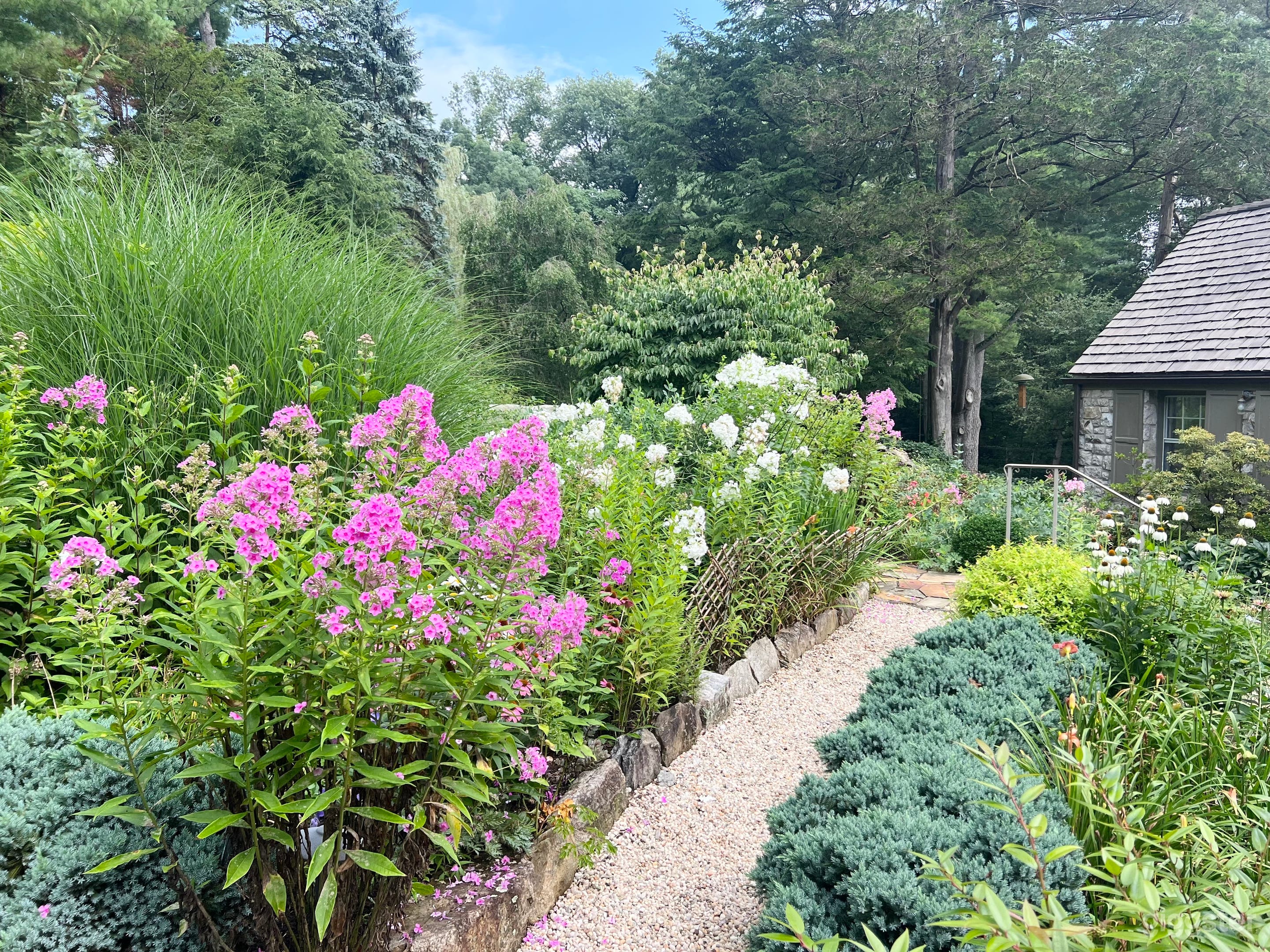 Mid July - White and Pink Phlox and Cone Flowers in bloom!