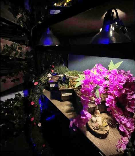 The Overgrown Escape Room Photo 2