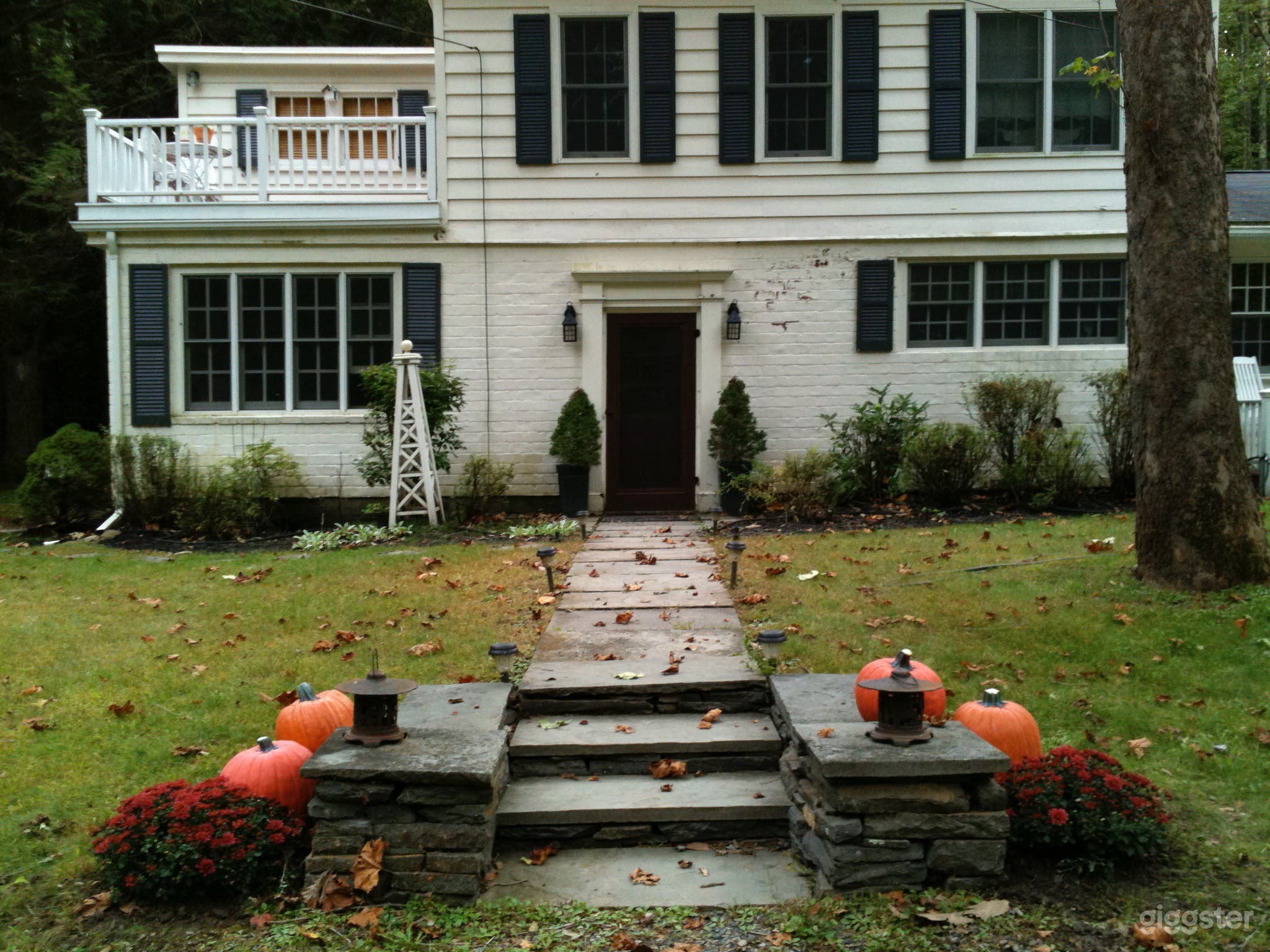 White Colonial hybrid