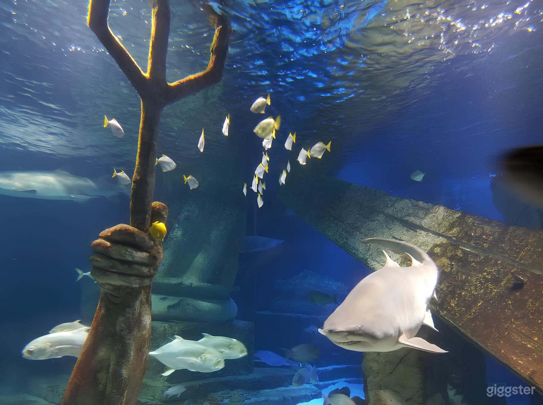Shark Tunnel Room - Aquarium in Riverhead, NY  Photo 4