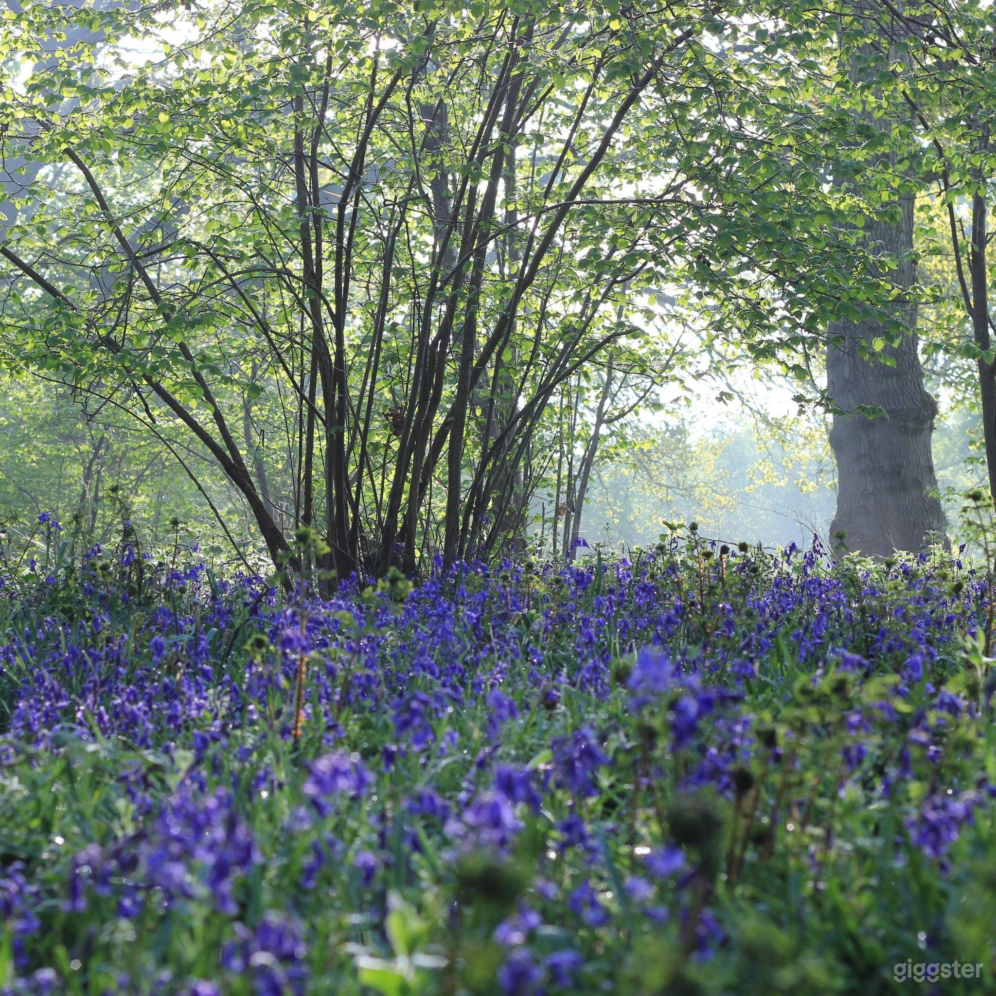 Spacious and Amazing Woodland, Pond &amp; Wild Meadow  Photo 1