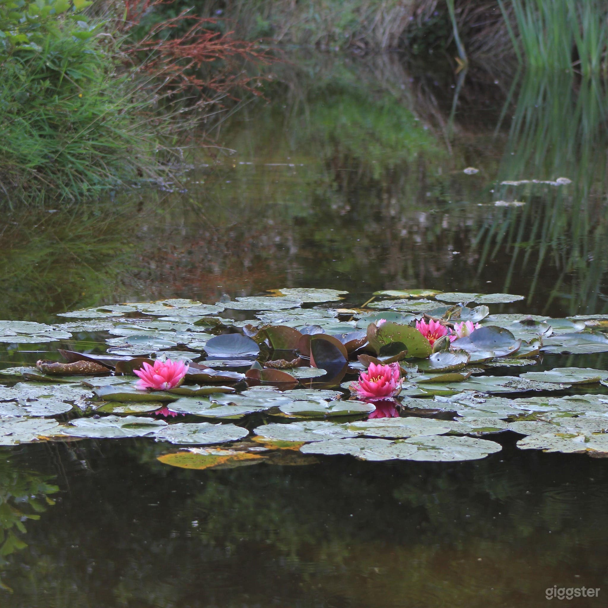 Spacious and Amazing Woodland, Pond &amp; Wild Meadow  Photo 2