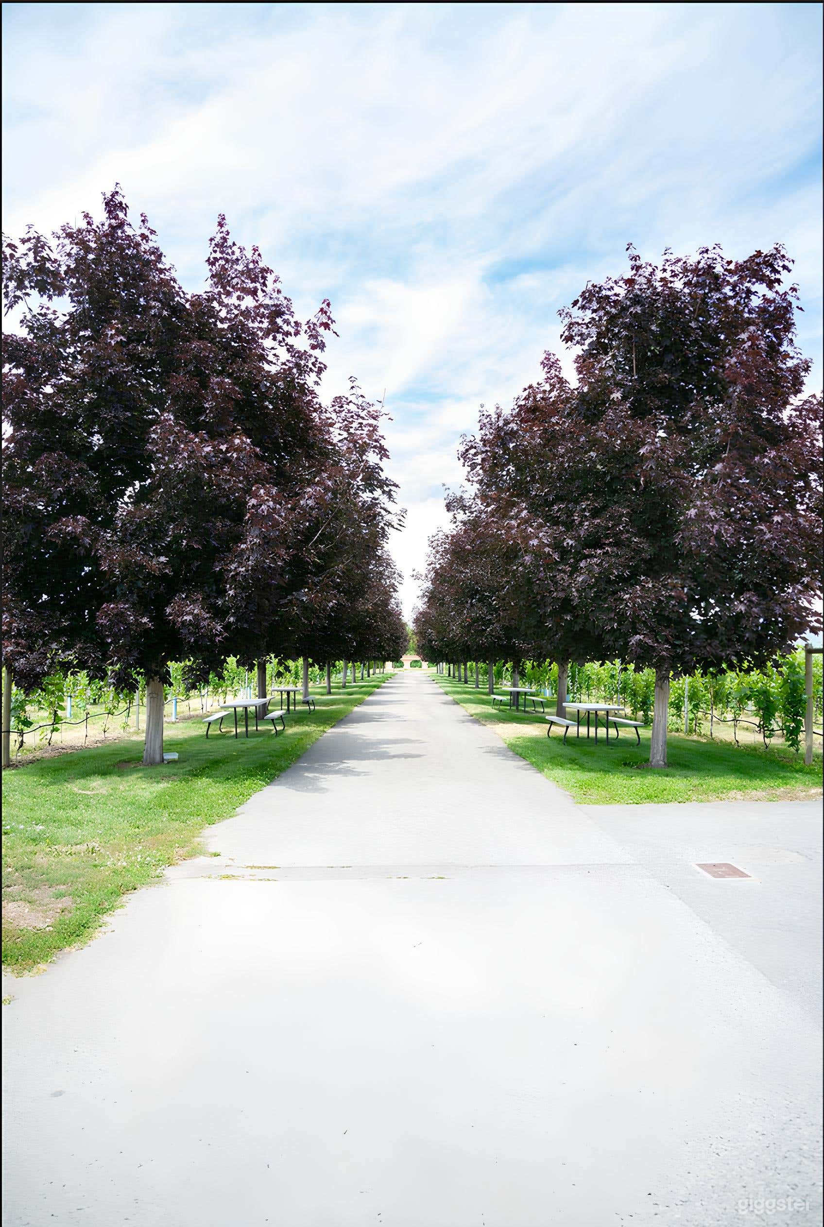 Maple Avenue Photo 4