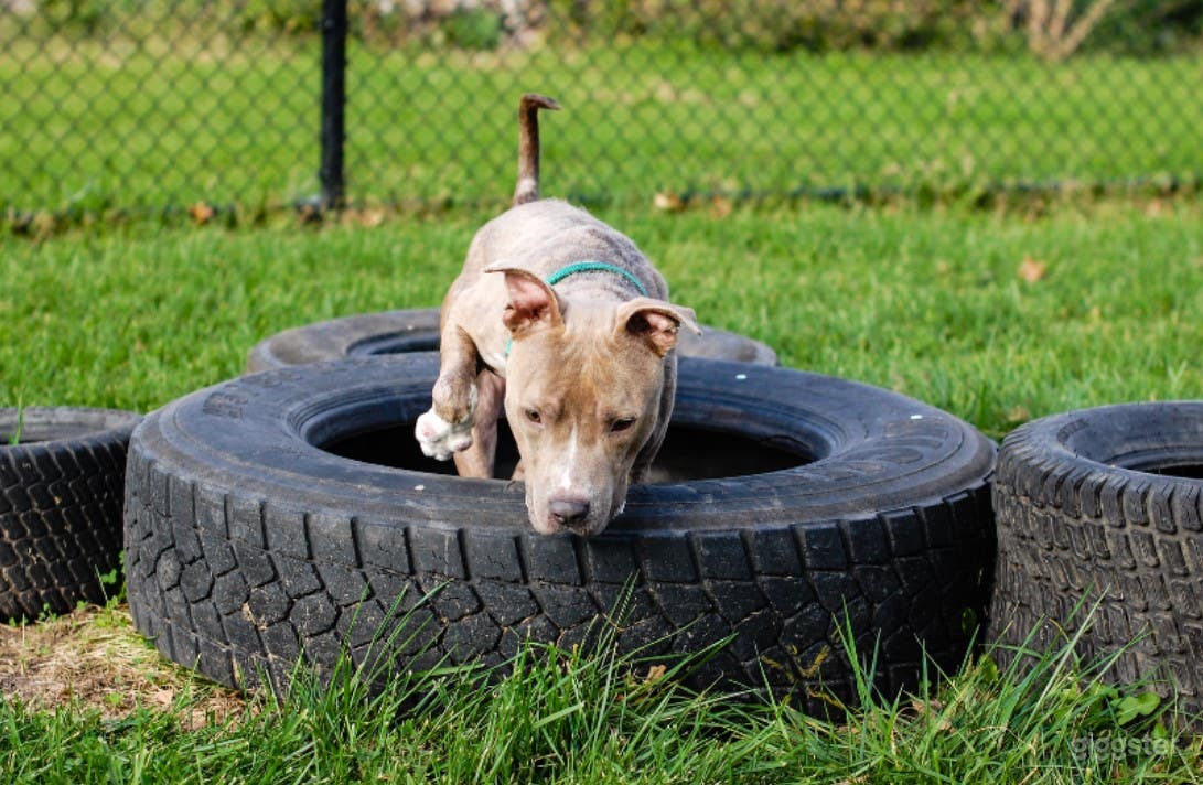 Bailey's Bark Park Photo 2