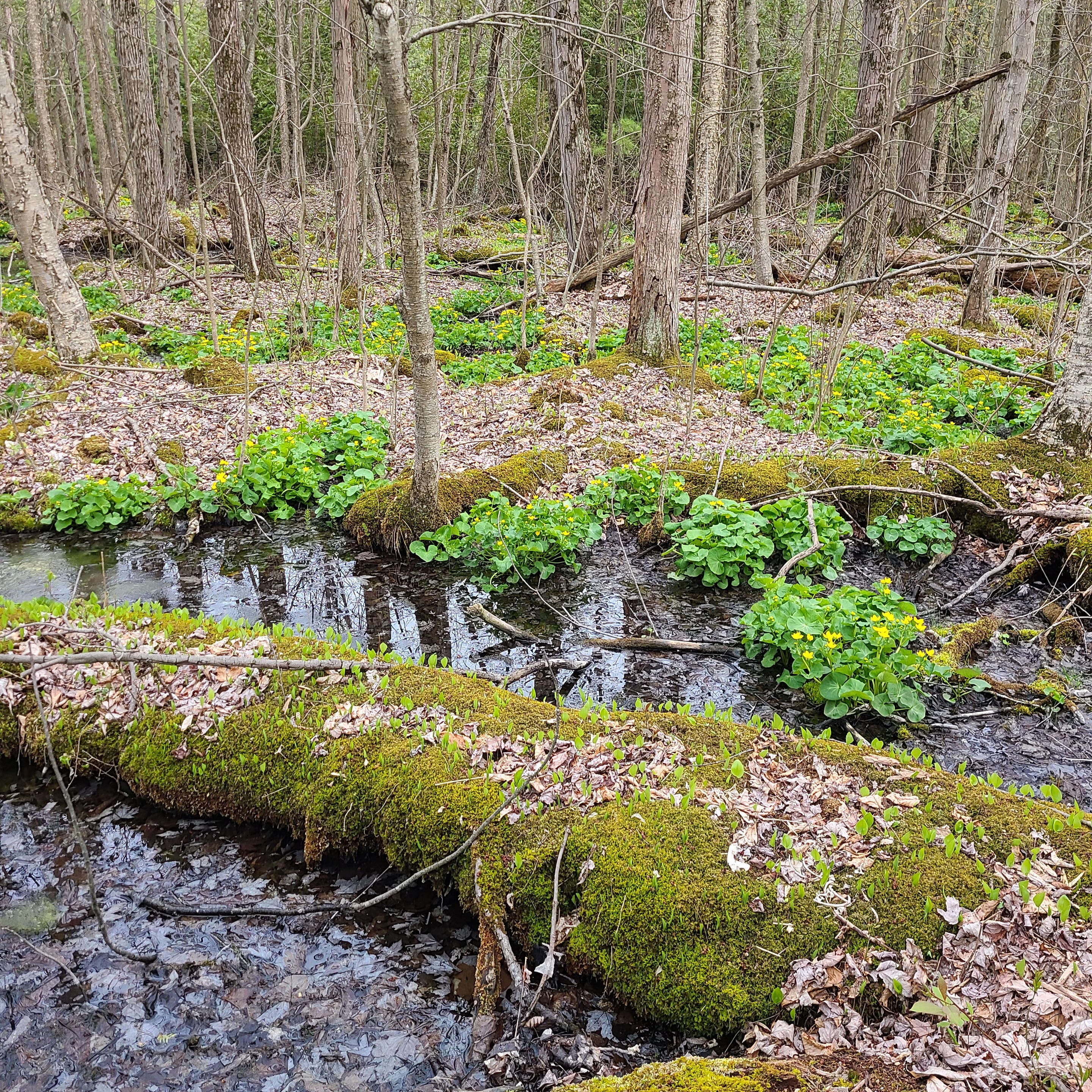 Estate Grounds Photo 3