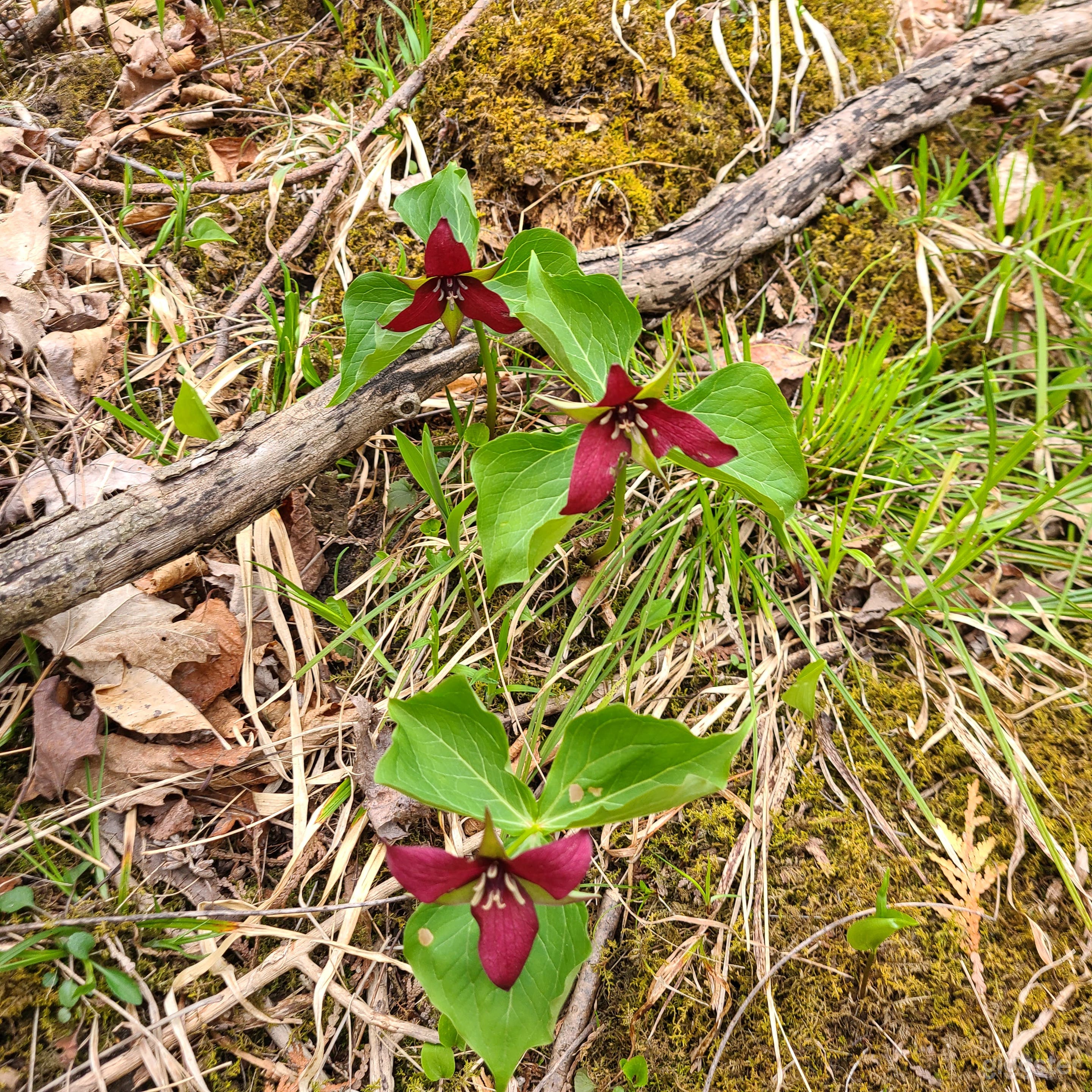 Estate Grounds Photo 2